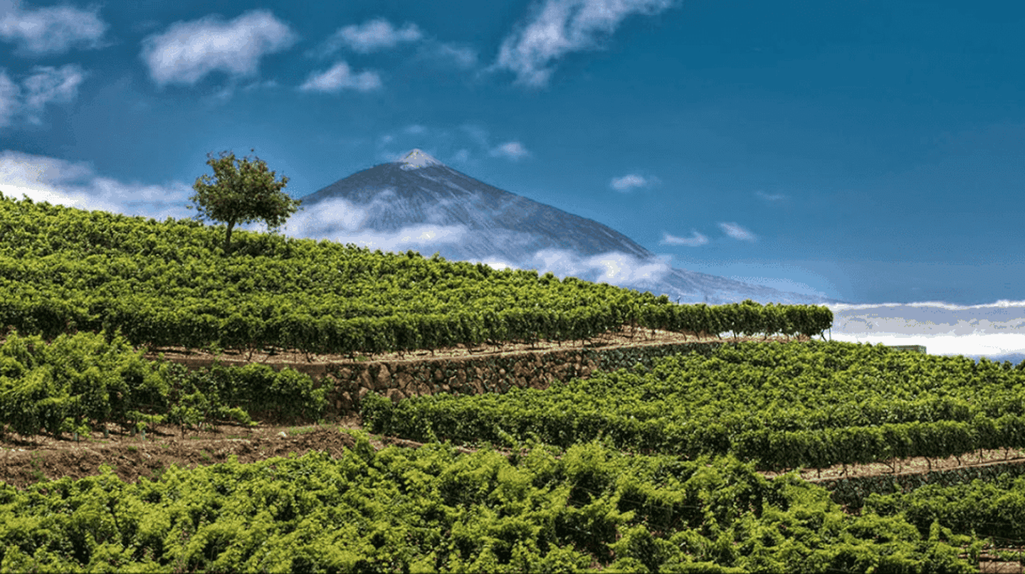 Canarias en plural: los vinos que desafían la etiqueta