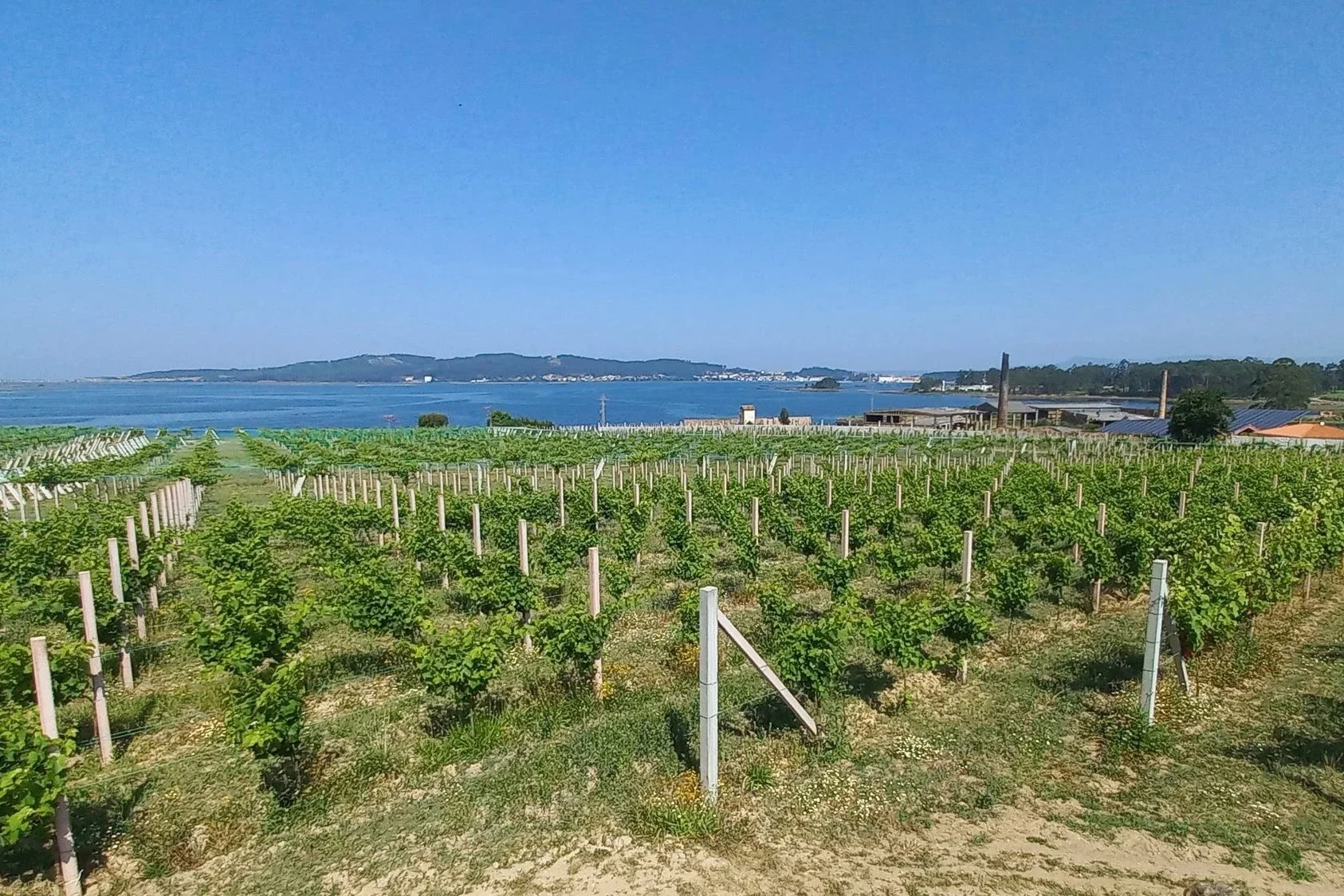 Bob Dylan, Galicia and the search for dignity in Rías Baixas
