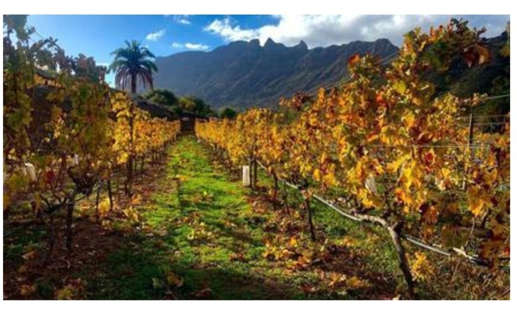 Wine of the Week