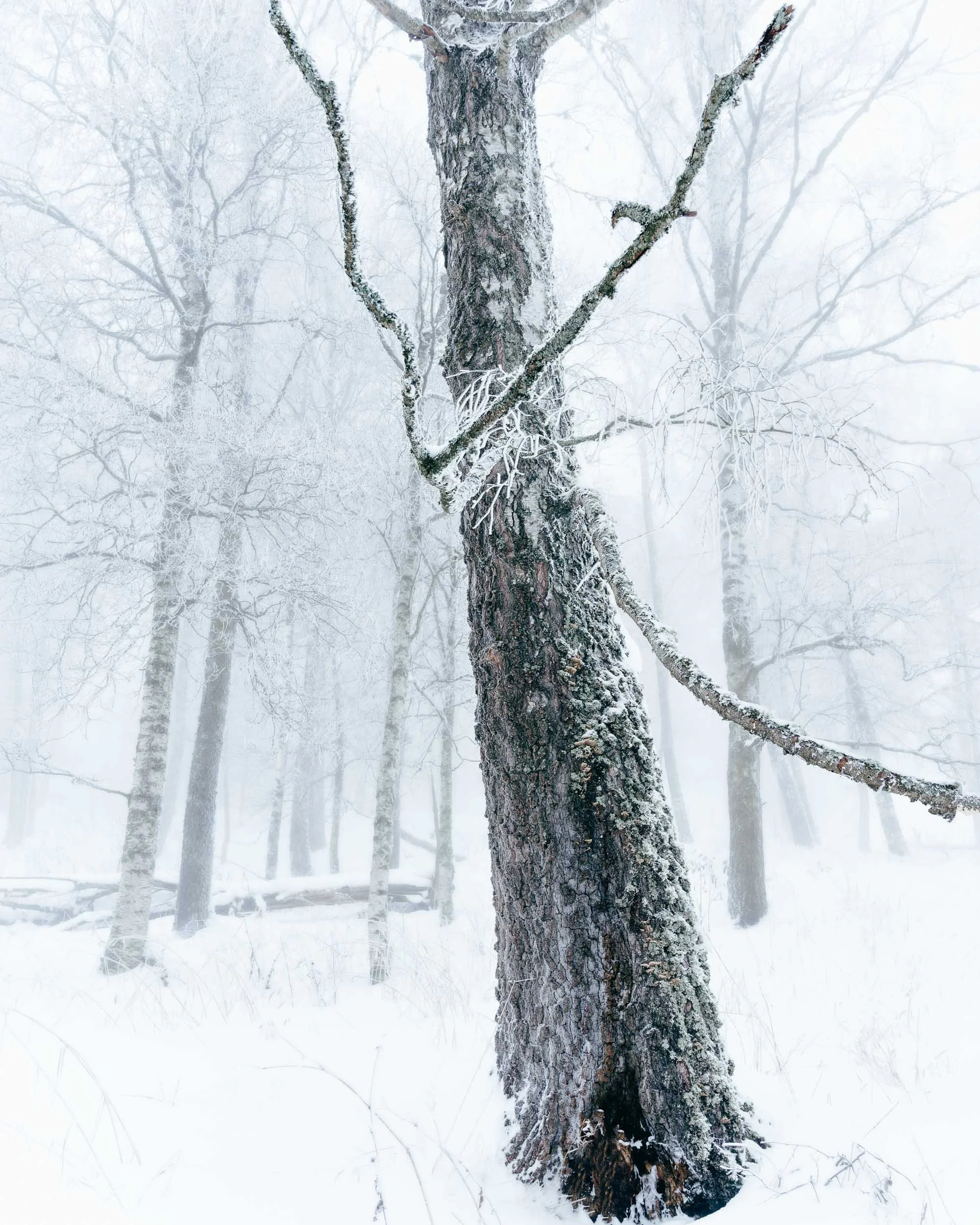 Winter photography