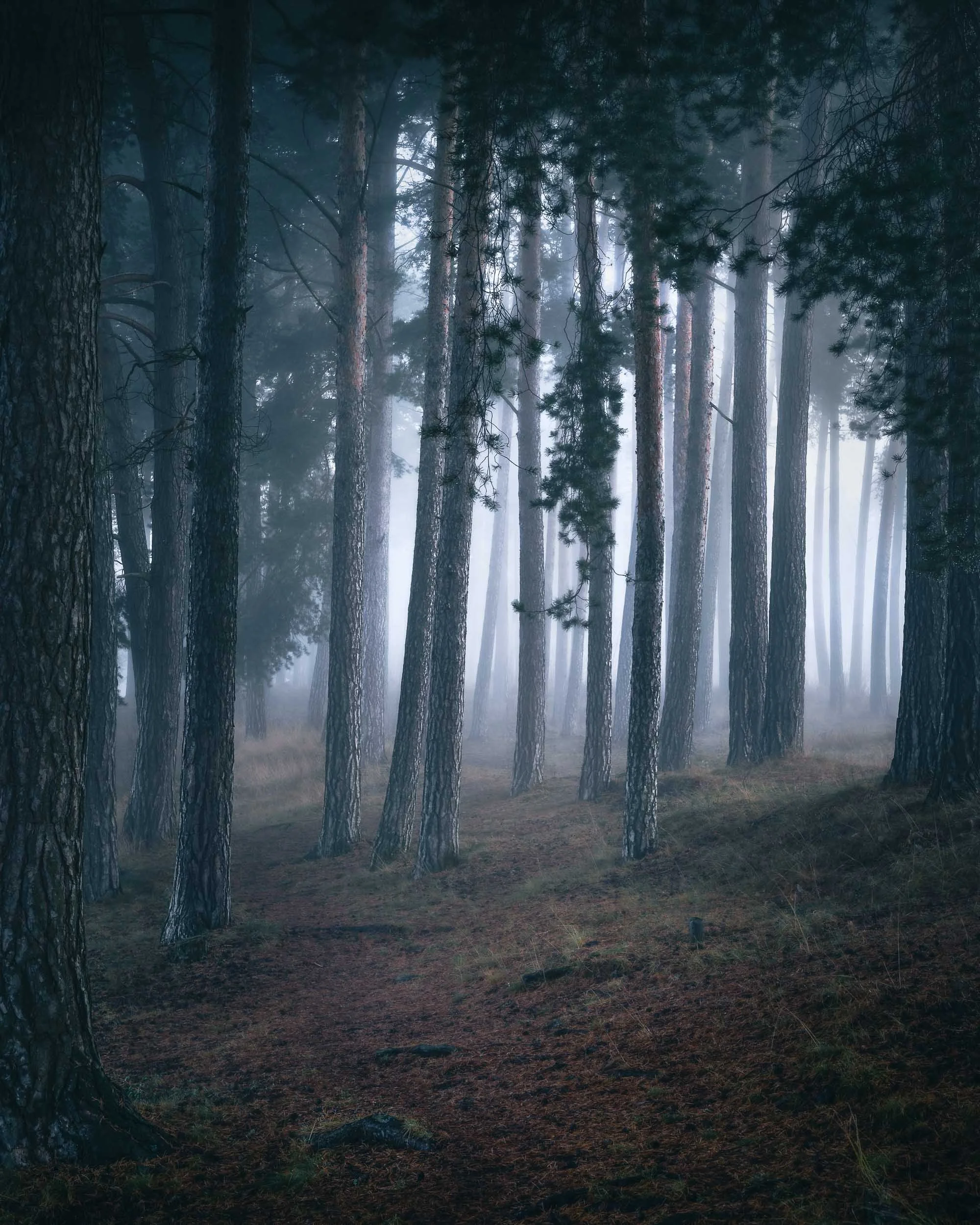 November trees