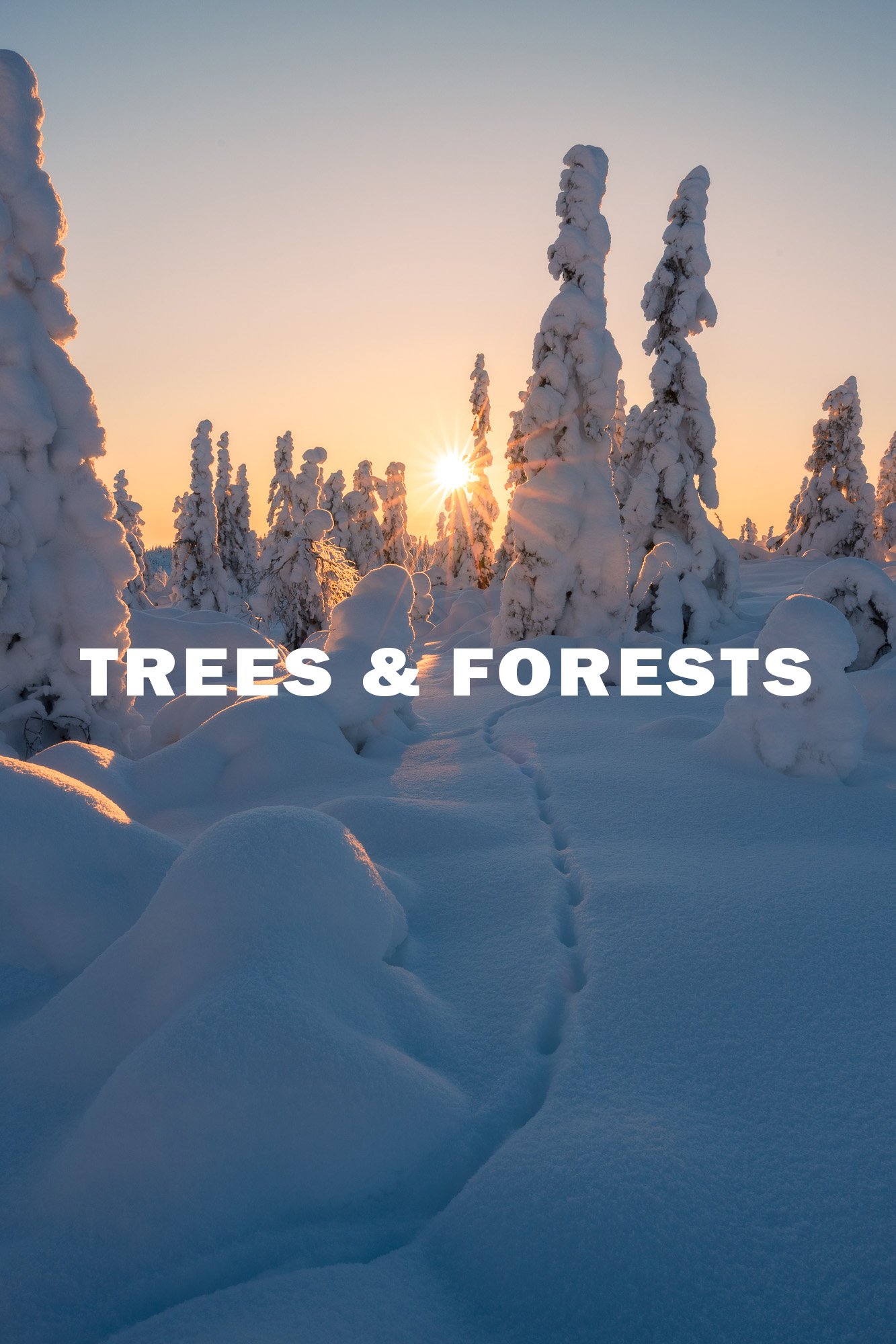 treesandforests.jpg