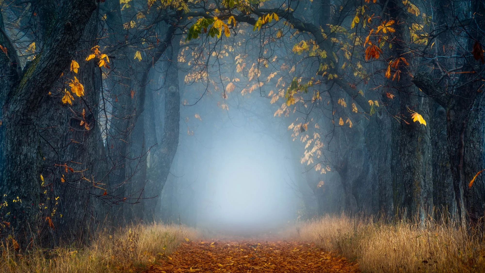 SF6_5084-Edit.jpg