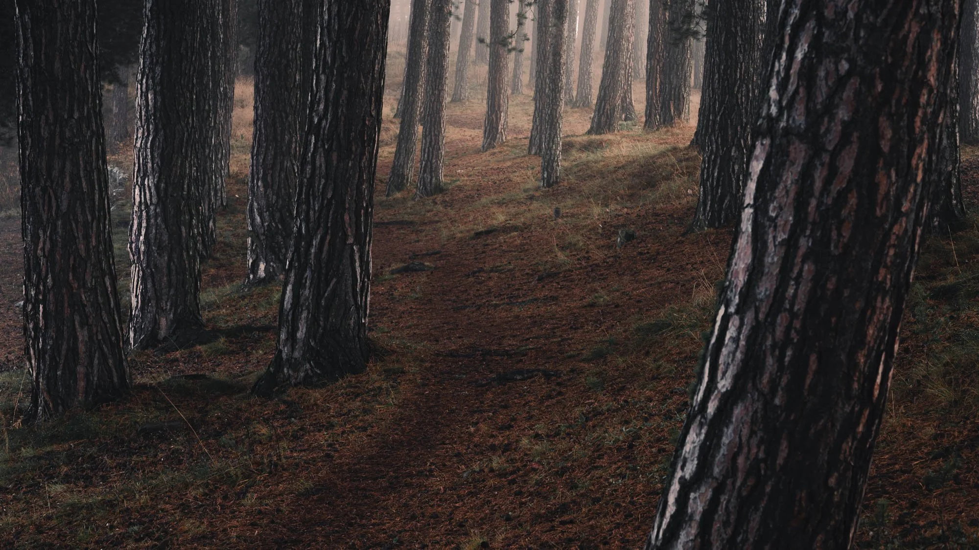 SF6_8919.jpg