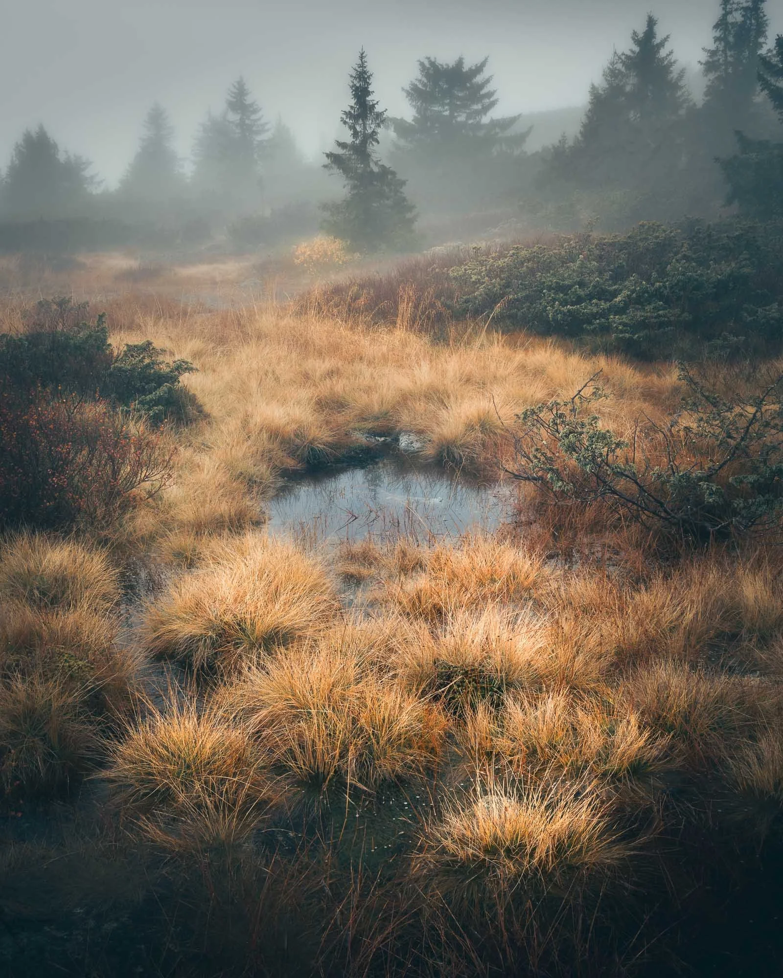 SF6_7238-Edit.jpg