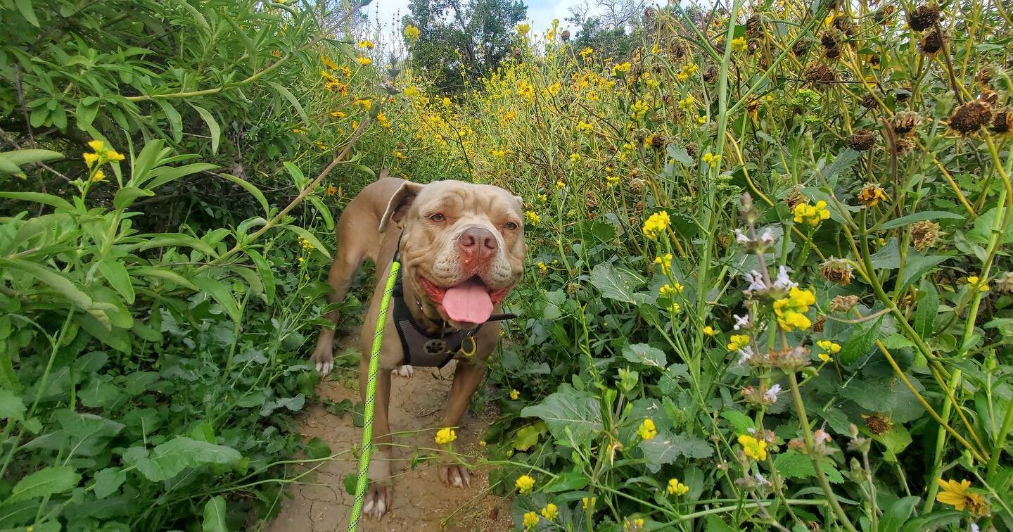 Hi! I&rsquo;m Suzy and I&rsquo;m available for adoption!

I&rsquo;m a 1 year old and 70lbs Staffordshire/Sharpei mix. I love hikes, love snuggling, I walk well on leash, and I&rsquo;m even house trained!

For more information, check out my highlight 