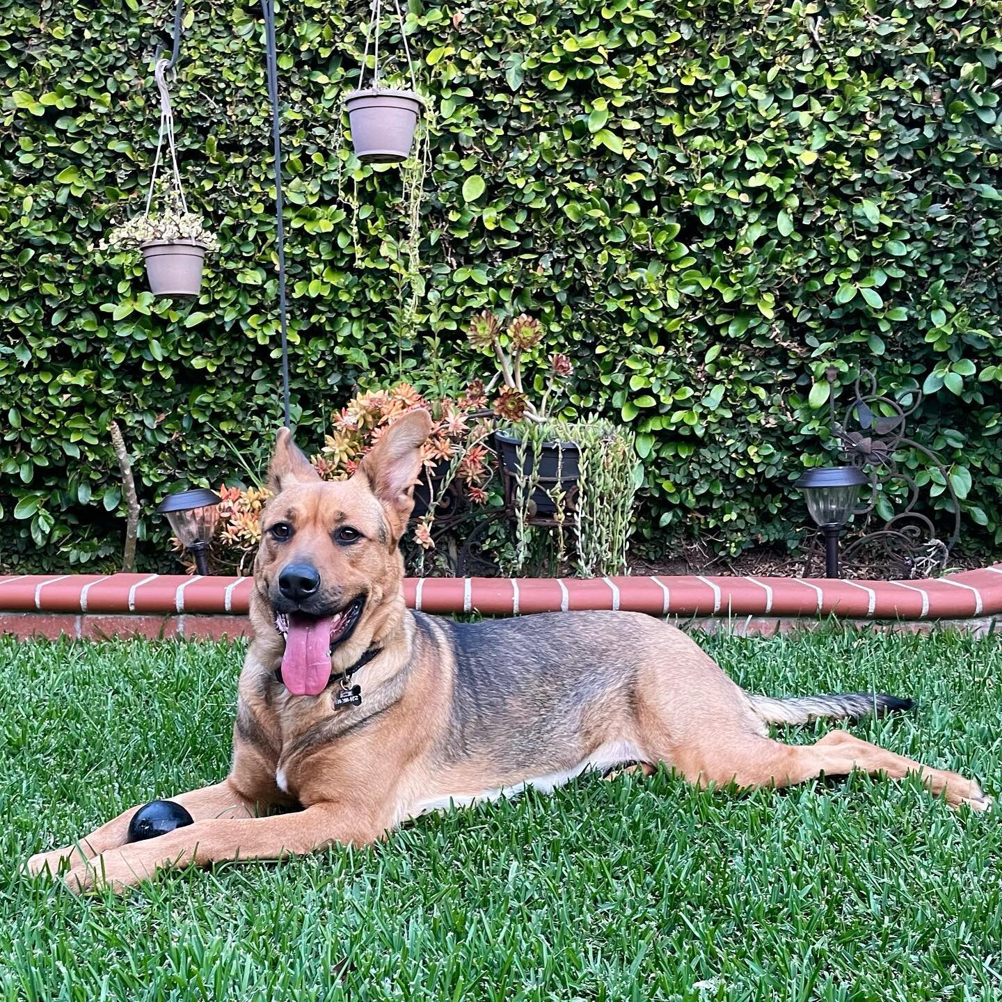 Smiling for the camera 📸
I&rsquo;m Jessie!
I was found as a stray in LA but I&rsquo;m in good hands now and ready for my forever home!

I love being pet, playing with dogs, and playing fetch! I&rsquo;d say I&rsquo;m a medium energy dog.

I&rsquo;m a