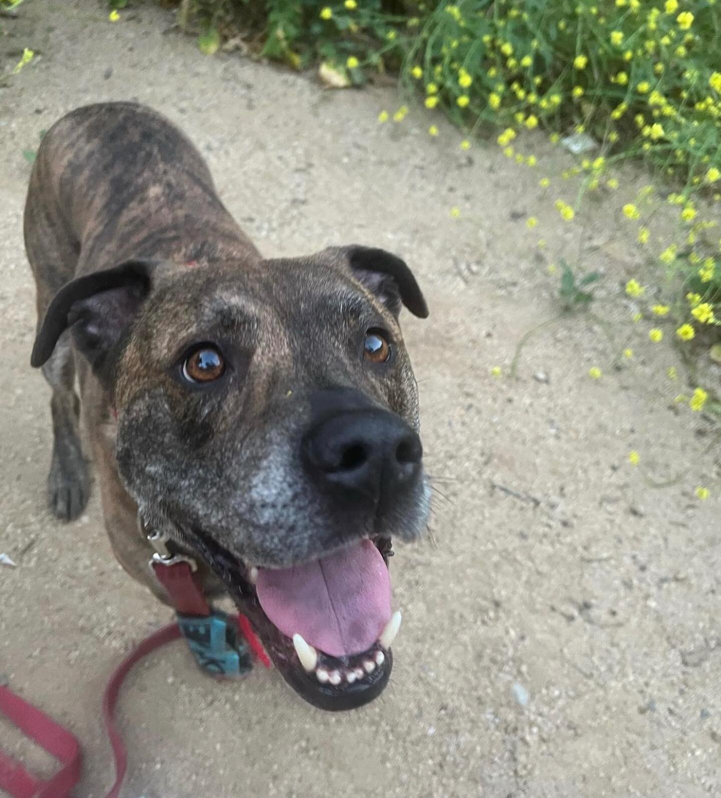 Duke puts the gentle in gentlemen!

Hi, I&rsquo;m Duke! I&rsquo;m about 8 years old! I&rsquo;m healthy and weigh about 72lbs.

I&rsquo;m soft and have an easy personality. I&rsquo;m also calm in and out of the home, playful, and enjoy the company of 