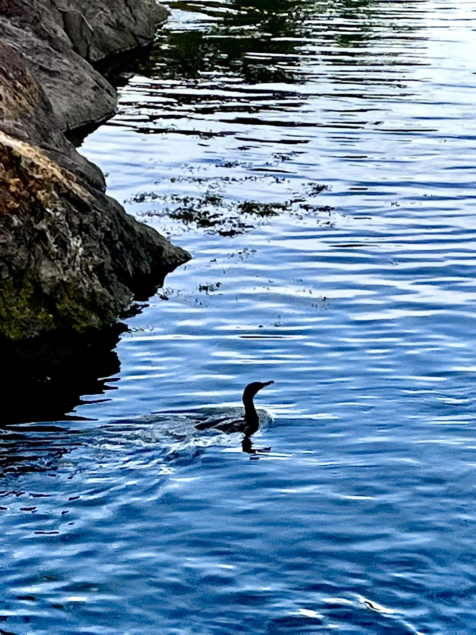 Want to Swim