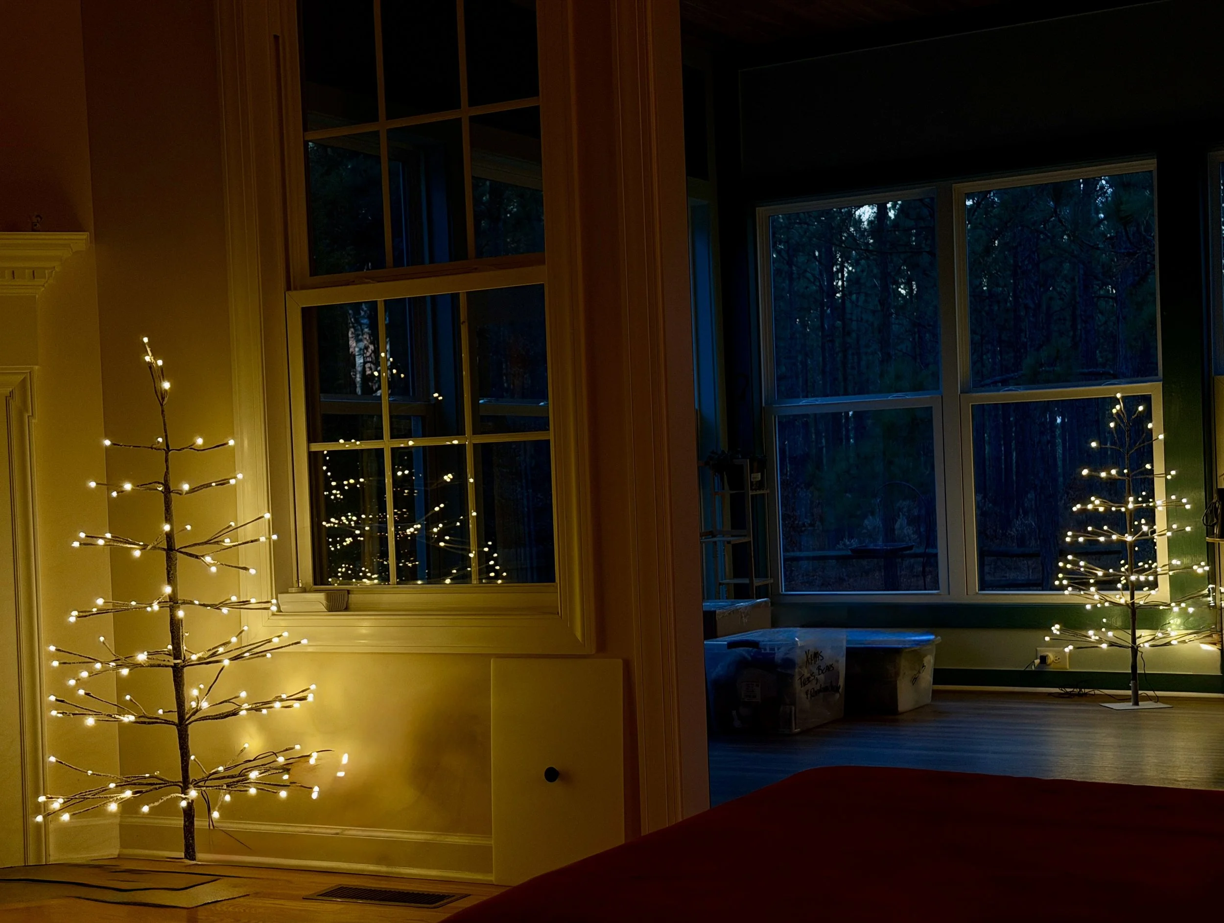 Birch Trees Reflections .JPG