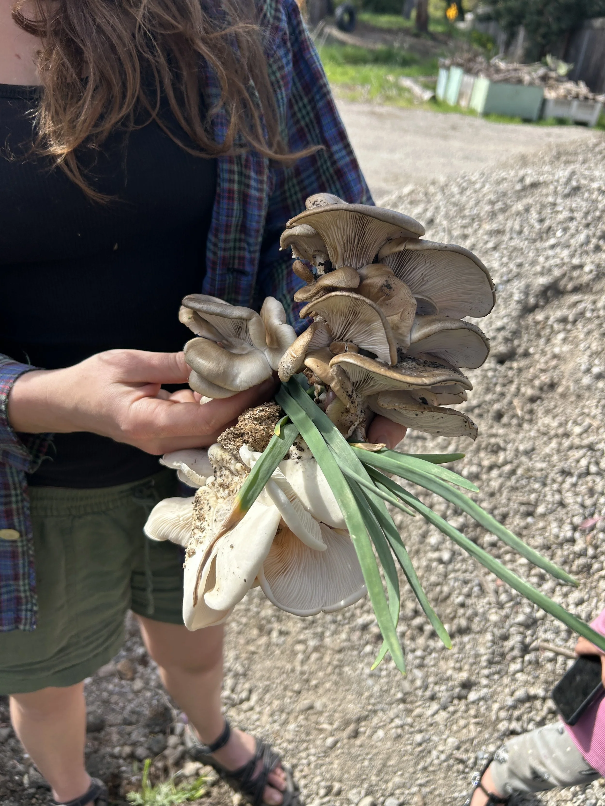 Oyster Mushroom.JPG