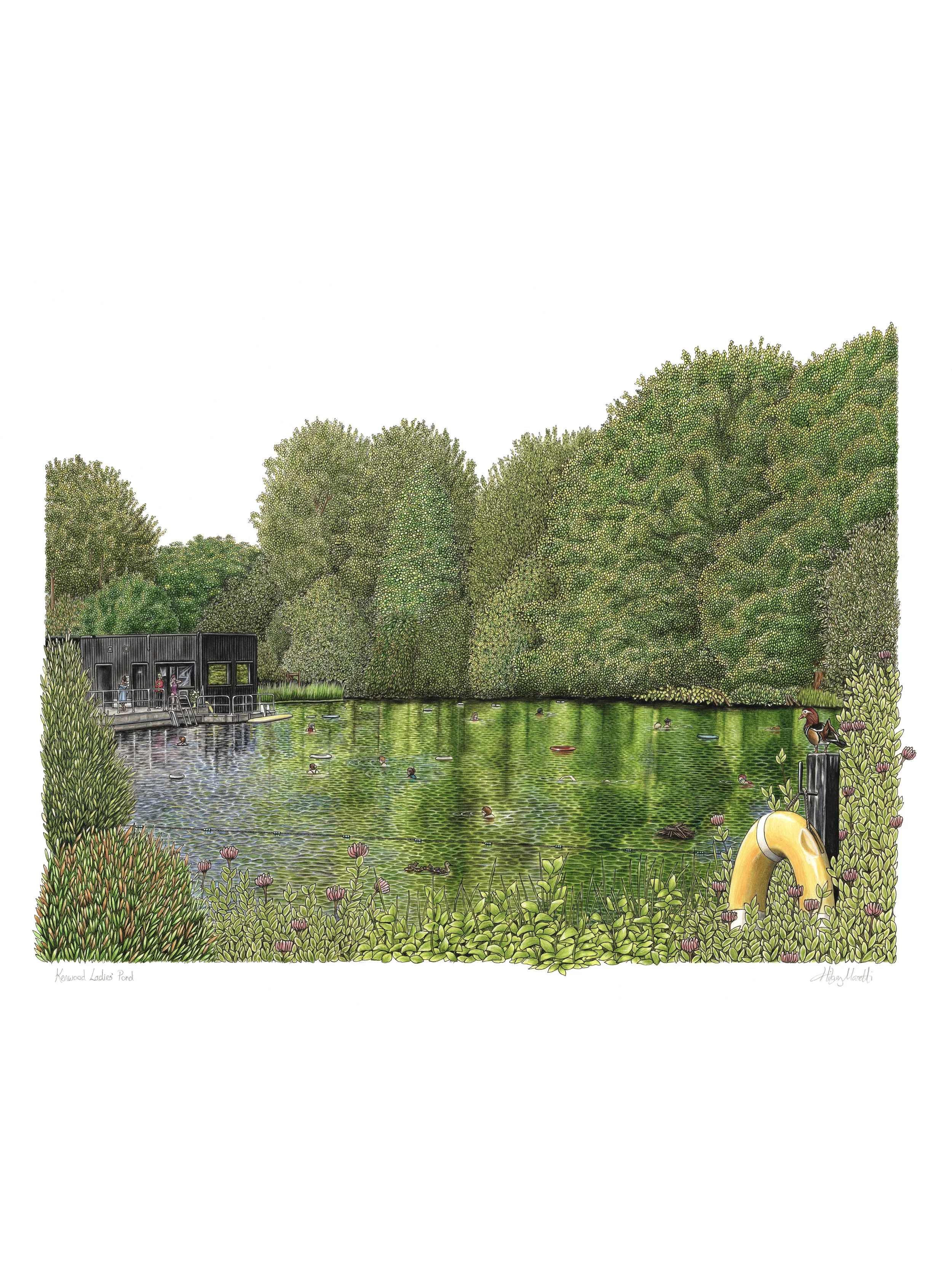 Kenwood Ladies Pond by Hilary Sketches (artist Hilary Masetti) hand drawn using ink and pencil. Prints available to buy at www.hilarysketches.co.uk