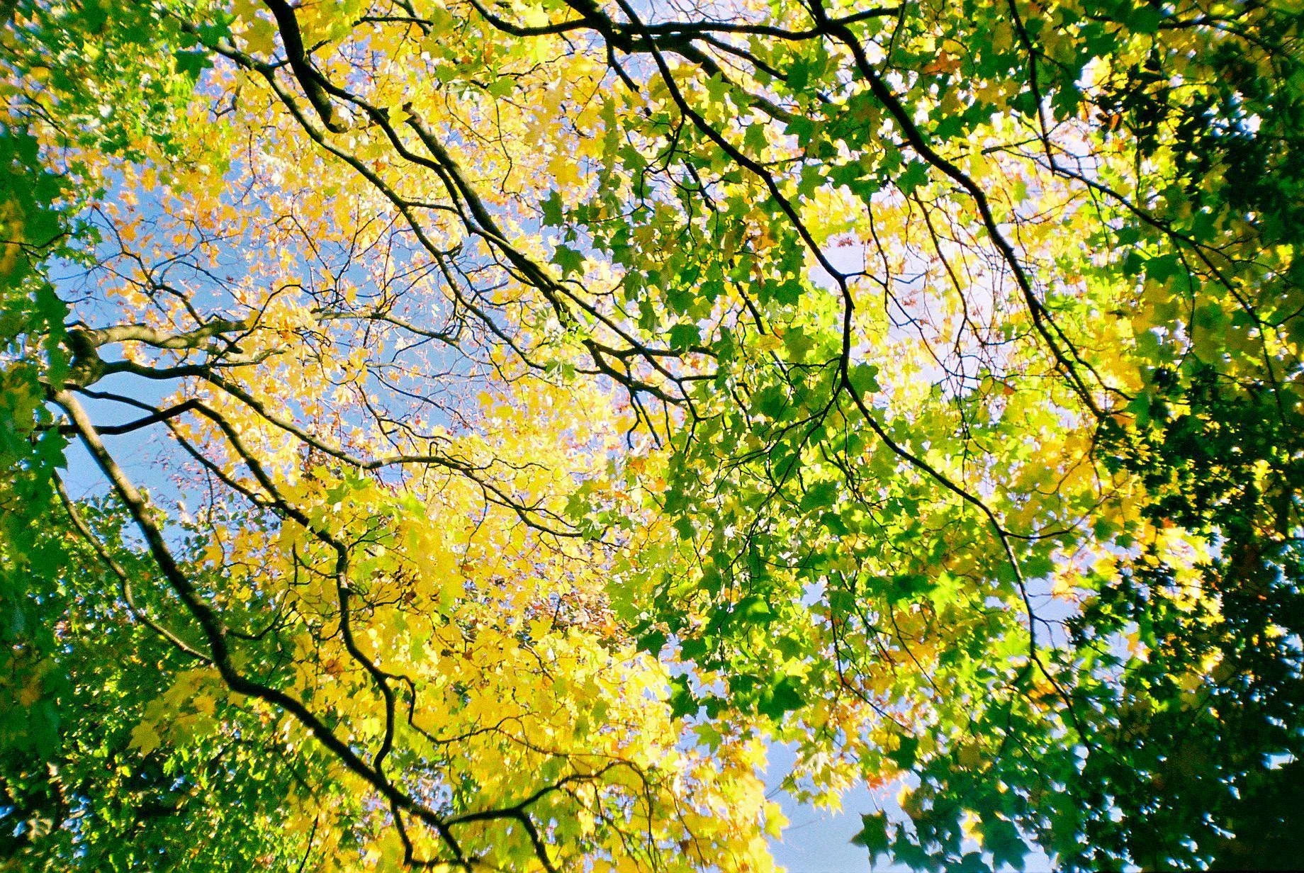 Olympus Trip AF 51 в упаковке (China, 2007) купить электронику с быстрой доставк