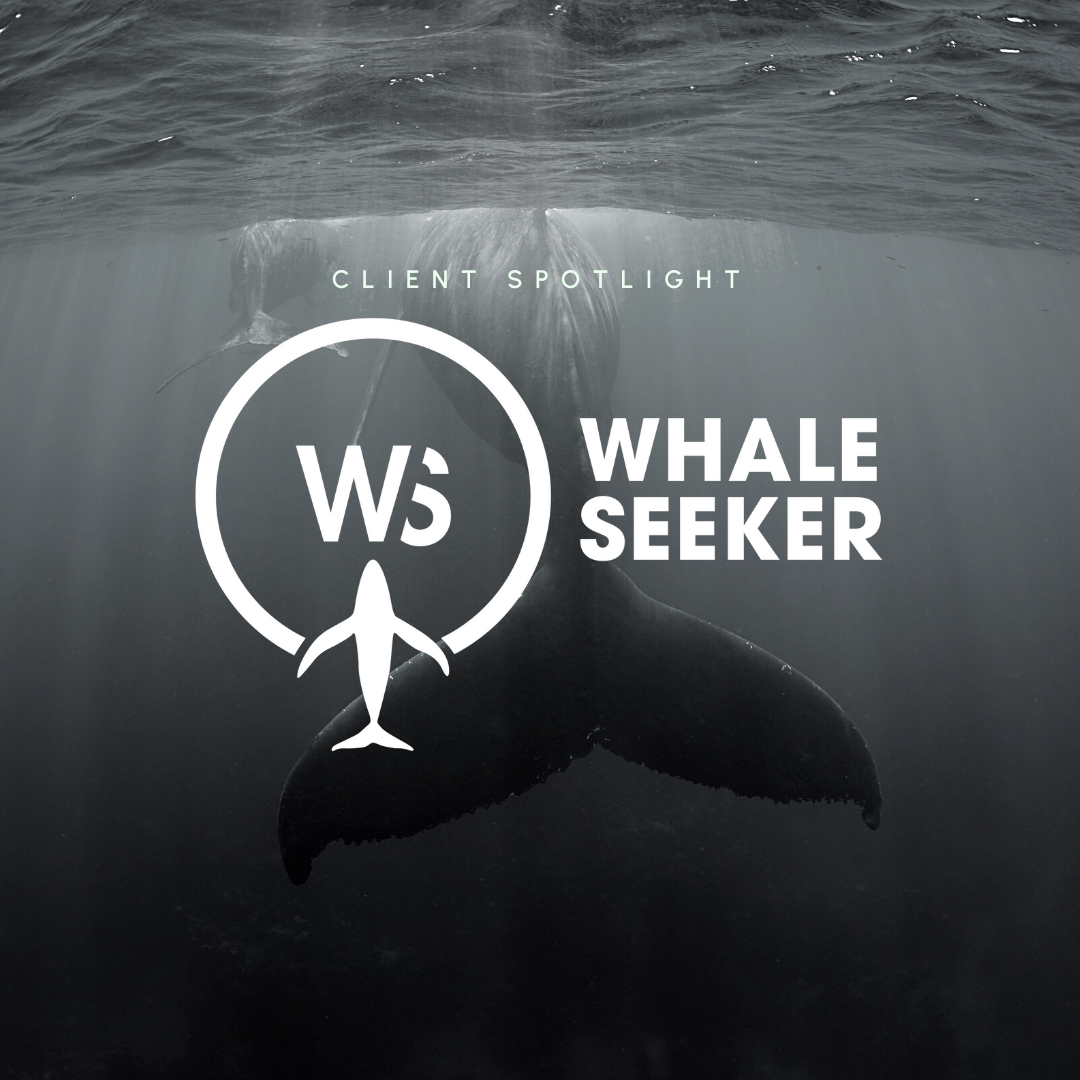 Client Spotlight: Whale Seeker