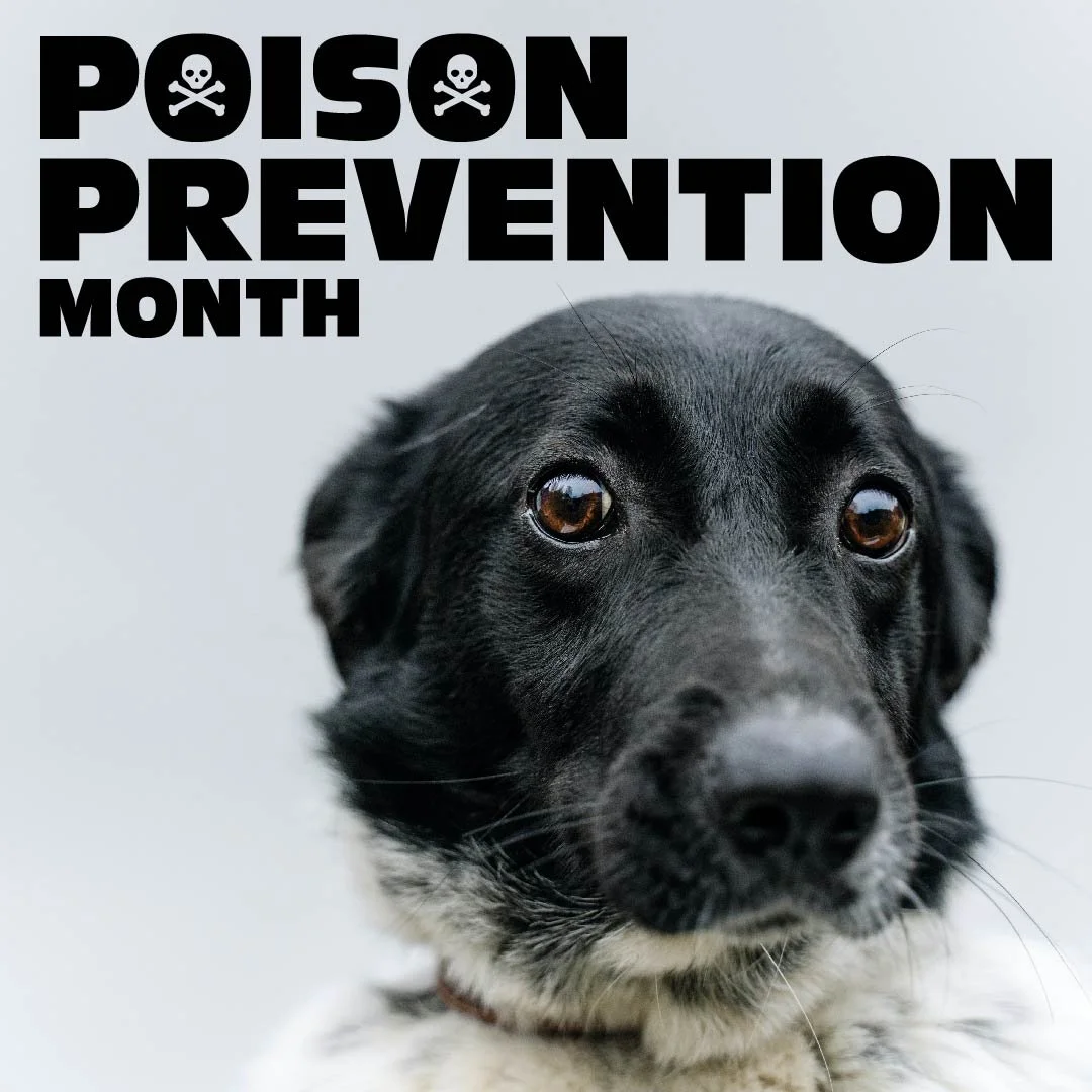 Poison Prevention Month.jpg