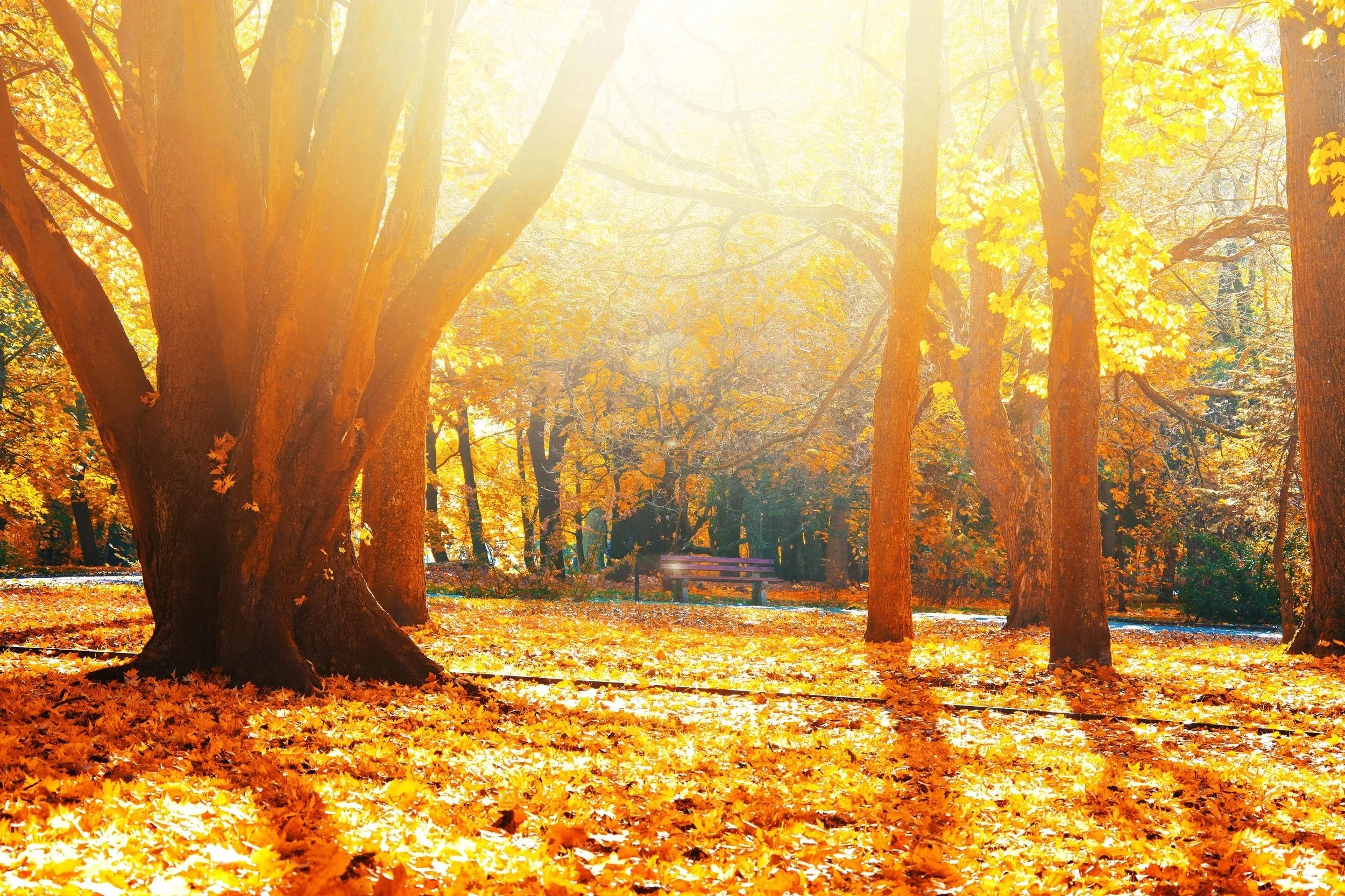 autumn-scenery.jpg