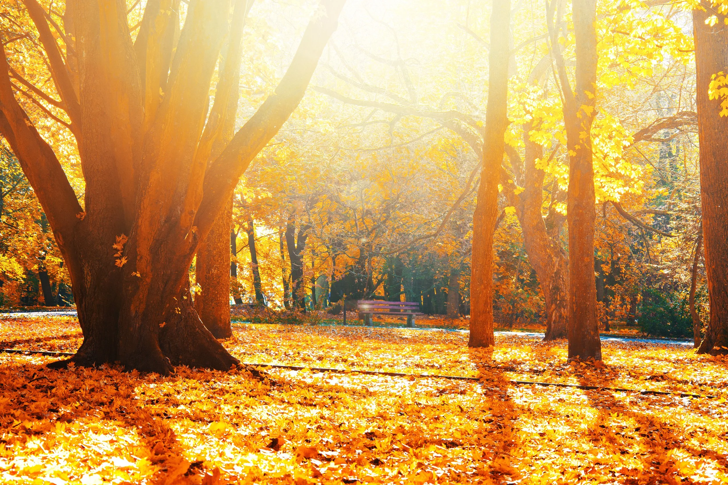 Top Things to Do in Phoenix This Fall