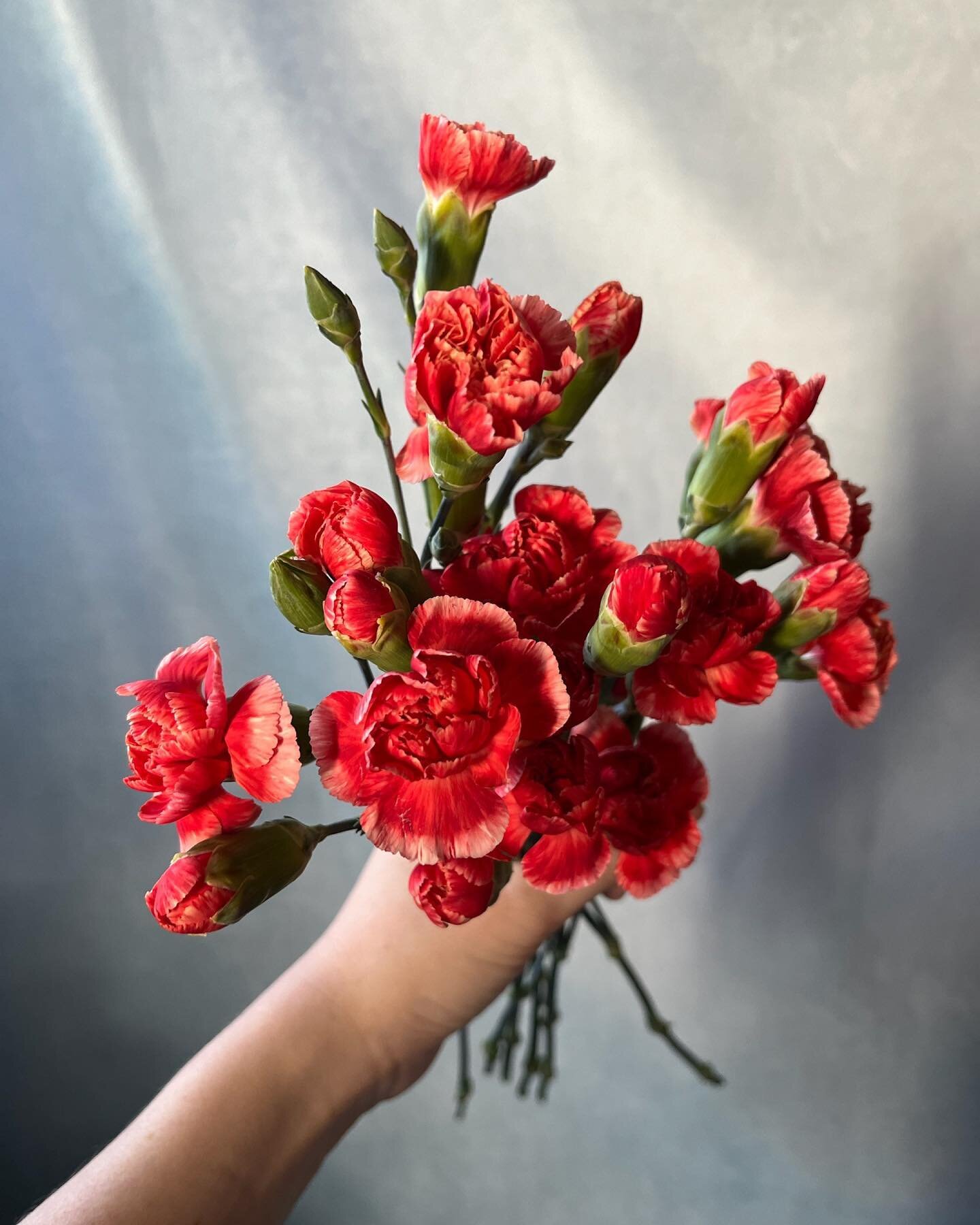 Passionate and bold like the color red 💋 these dianthus flowers are stealing the show with their subtle, striking beauty 

 #romanceintheair #weddingflowers #loveinbloom #whimsicalwedding #weddinginspiration #phillylovestory #redflower #dianthuslove