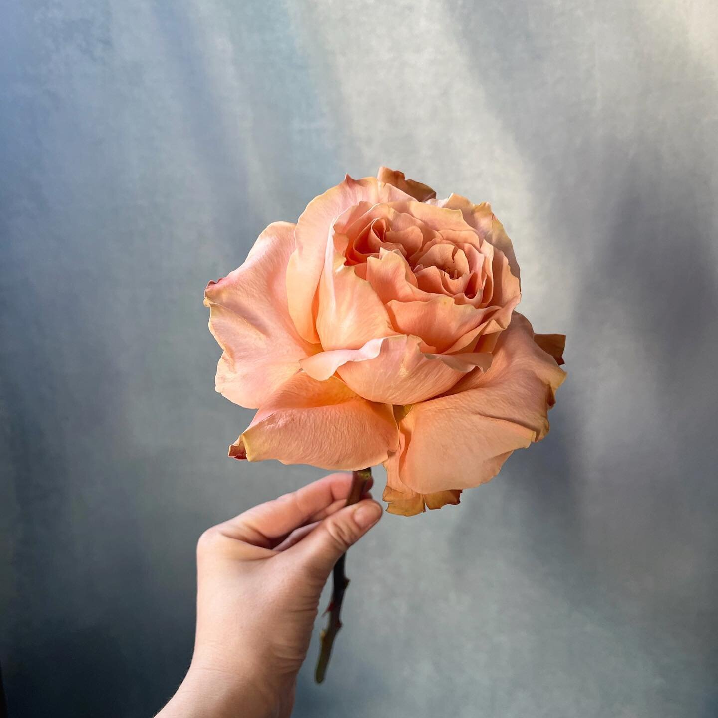 Royalty in full bloom 👑

This 👸Princess Crown Rose has us captivated by her elegant beauty. 

 #romanceintheair #weddingflowers #loveinbloom #whimsicalwedding #weddinginspiration #phillylovestory