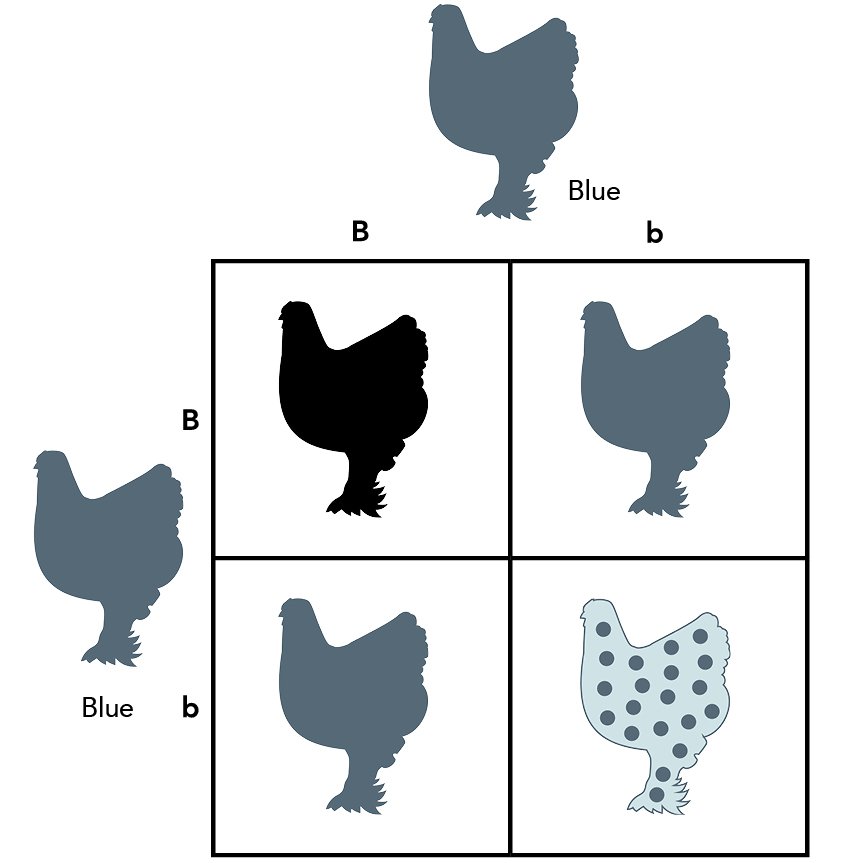 BBS Punnet Square Images.jpg
