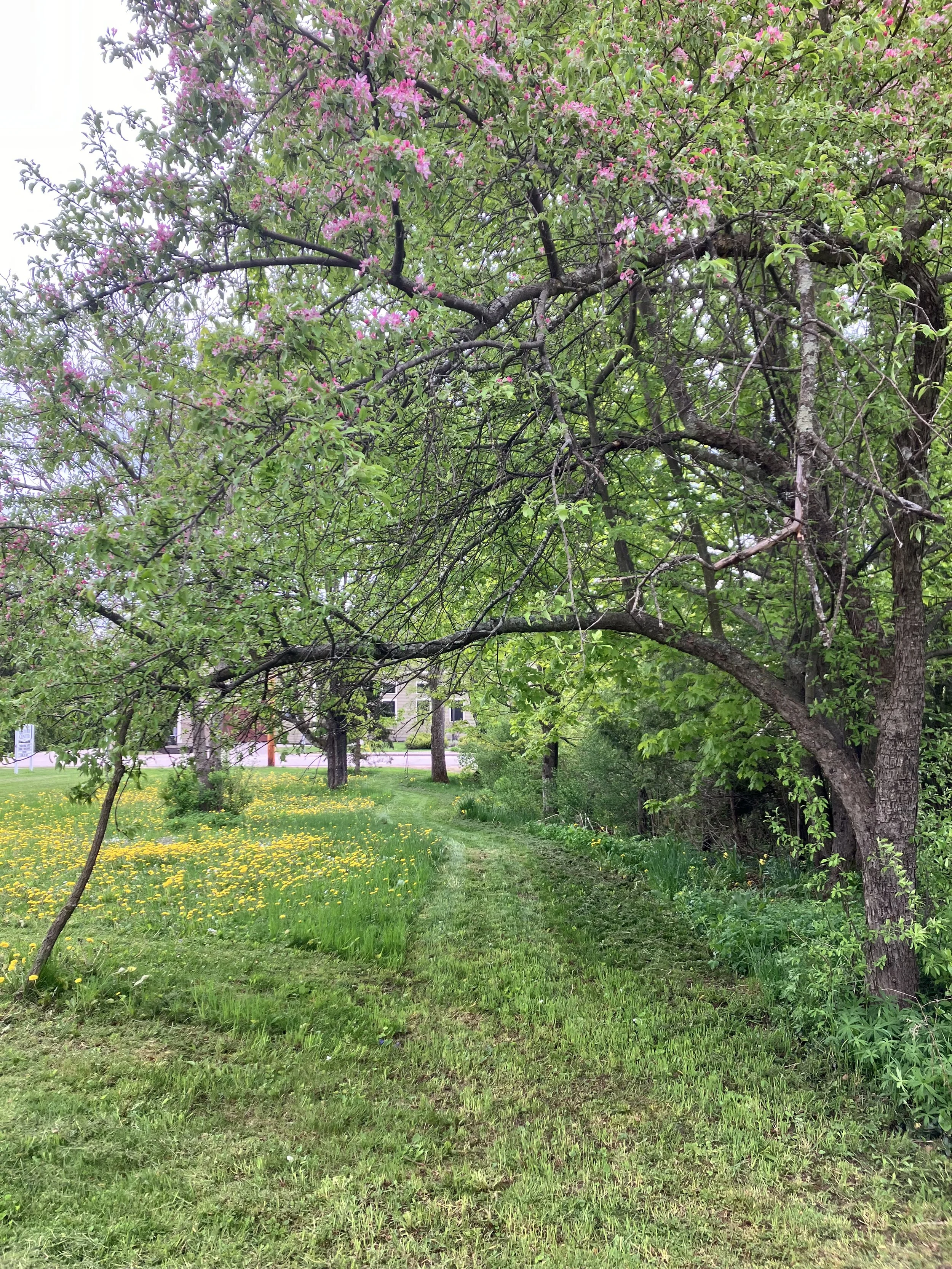 Dowsing with Dannie Wasson