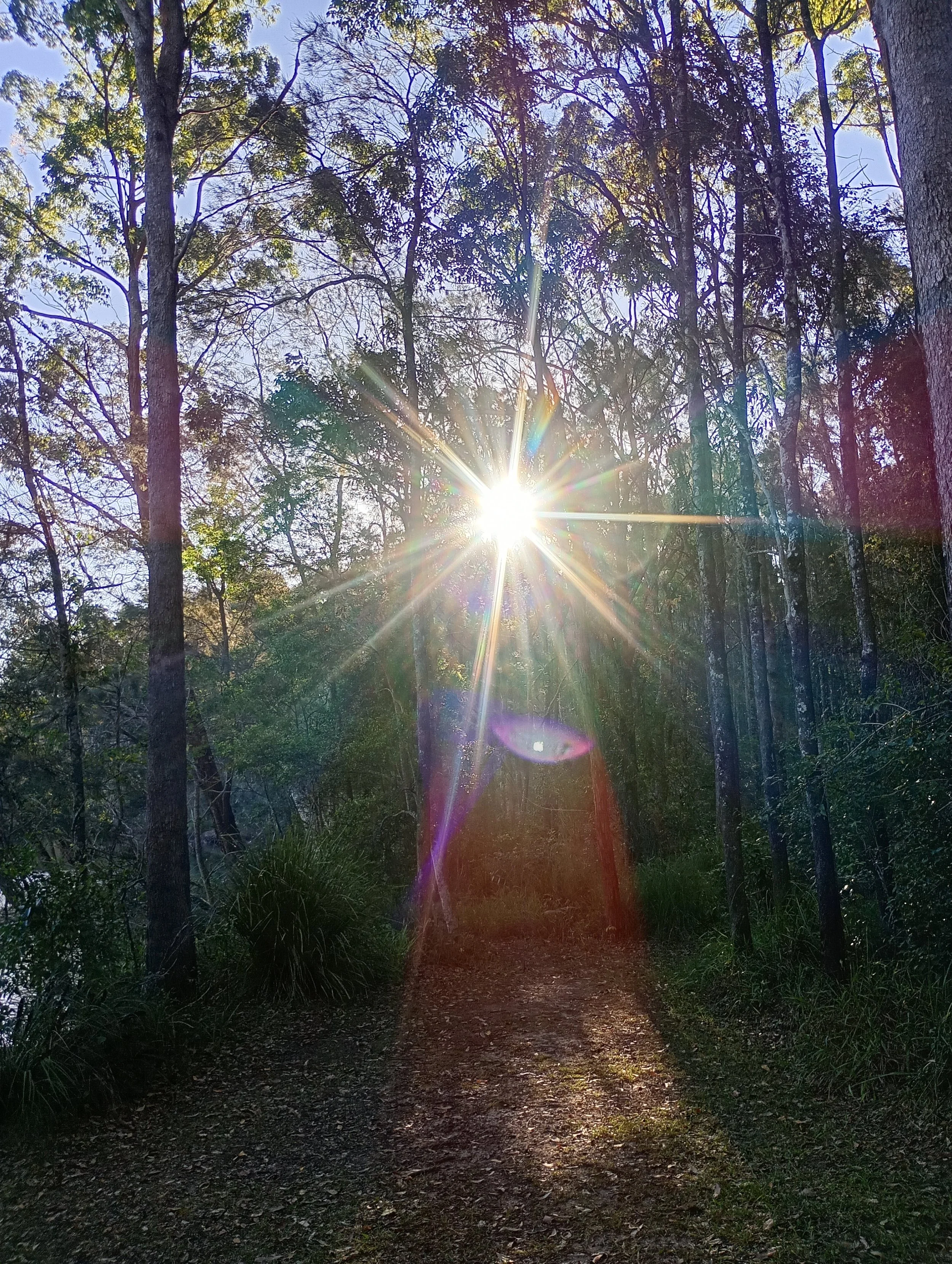 A sunlit forest scene with a dirt pathway, tall trees with some leaves, and bright sunlight creating a lens flare effect.