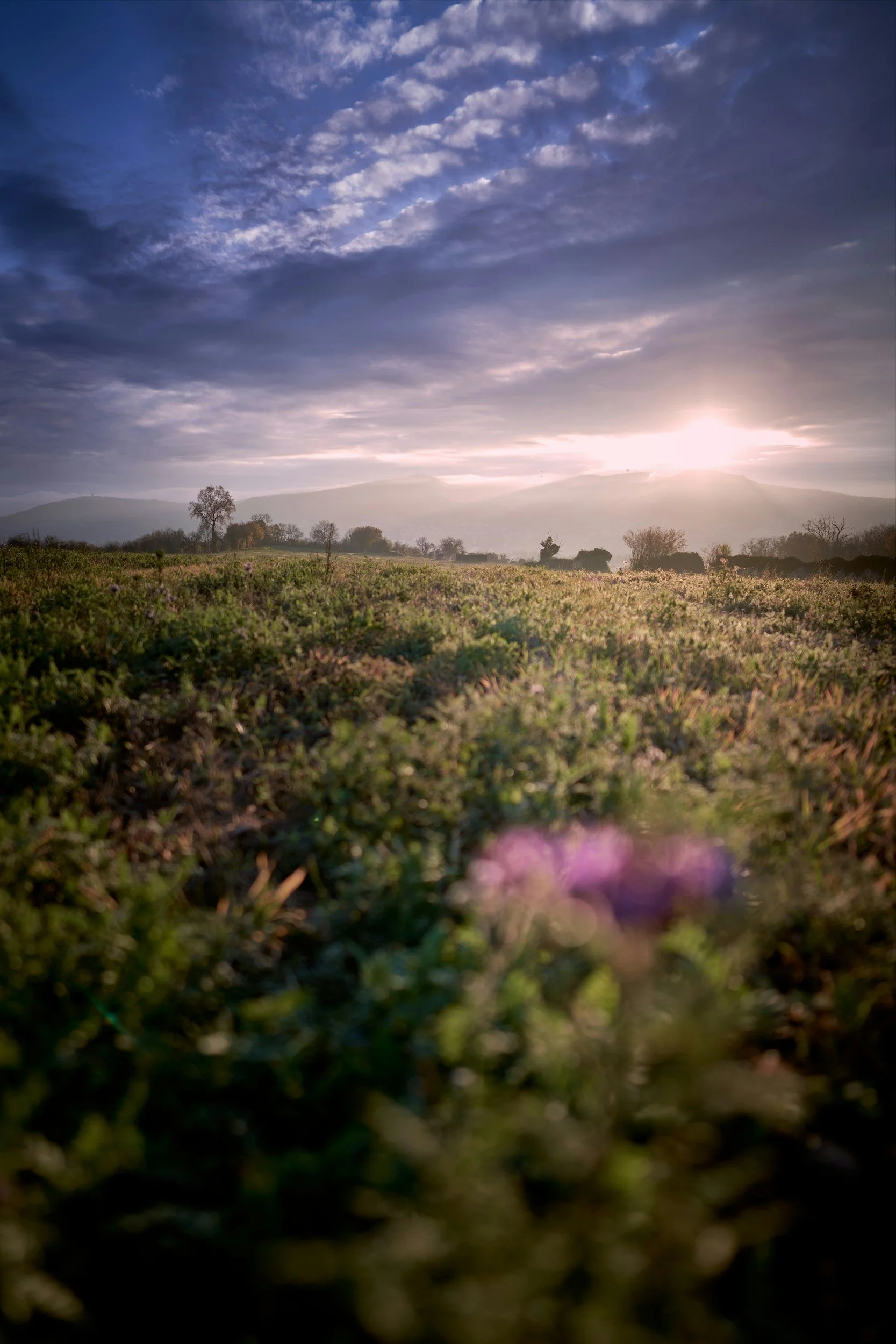Fields of Flowers [a sonnet]