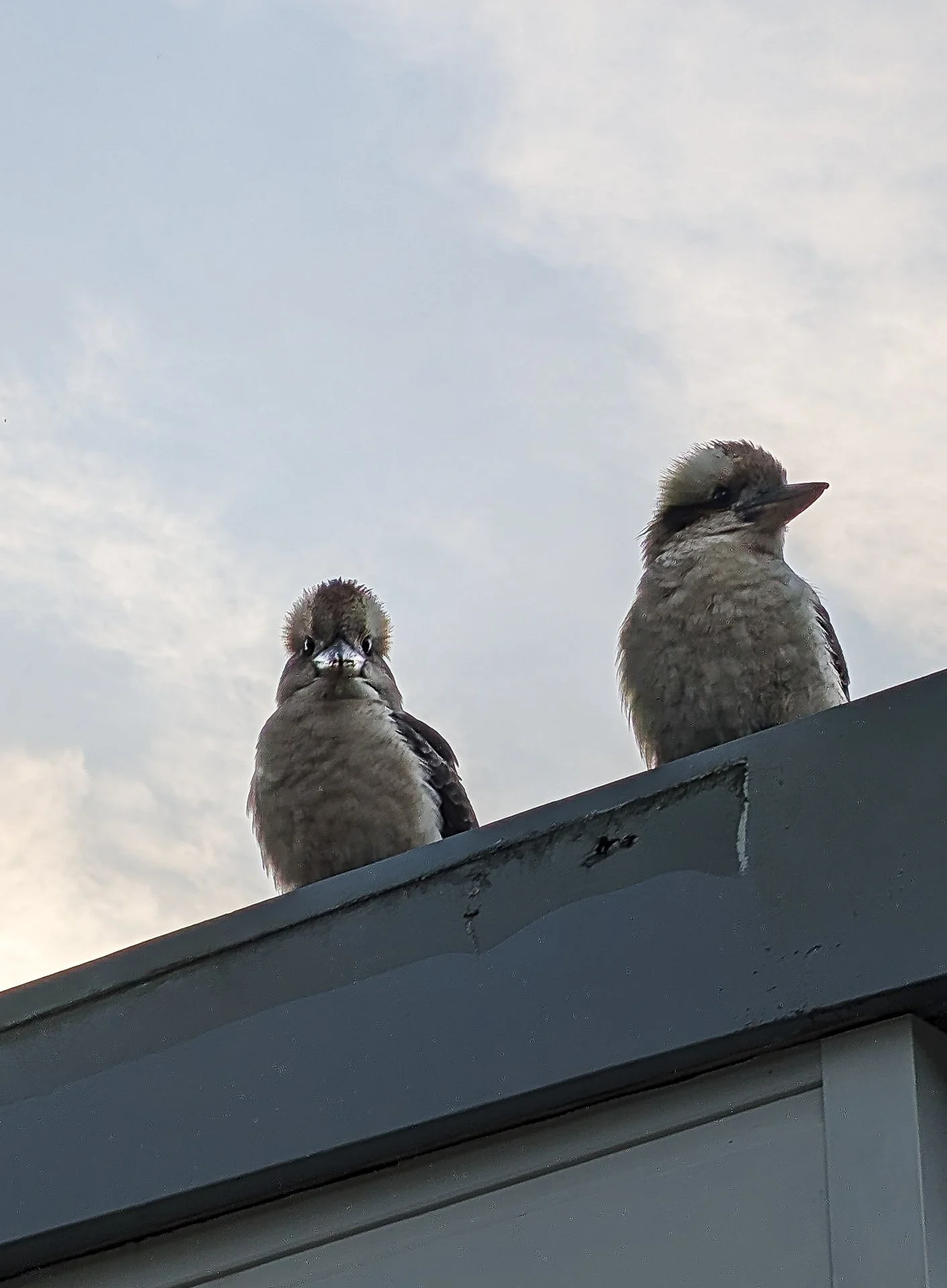 Juvenile Kookaburras - watch your steaks! We have a lot of Kookaburras in the park. And they are very friendly - some may be a bit too keen on your lunch though!