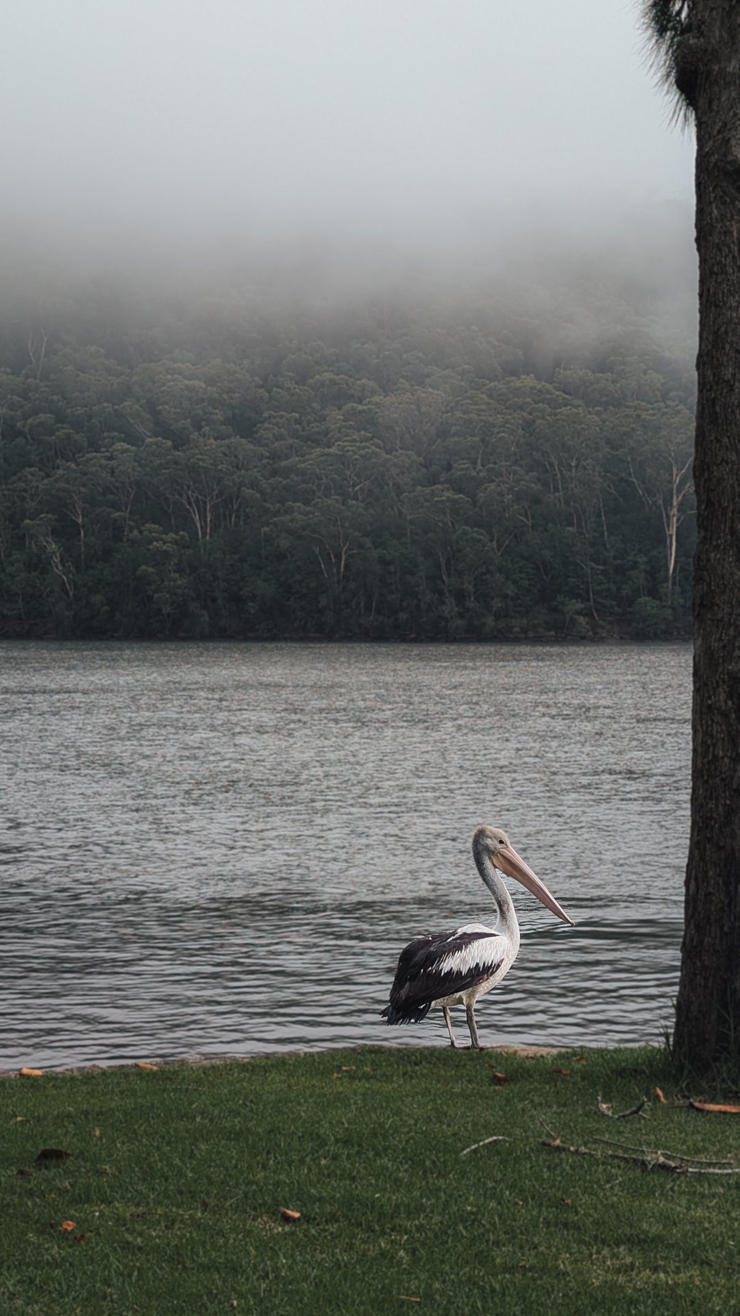 Australian Pelican - Our most recent visitor to the park. He turned up last week and likes to stare mysteriously at the river during the morning fog.