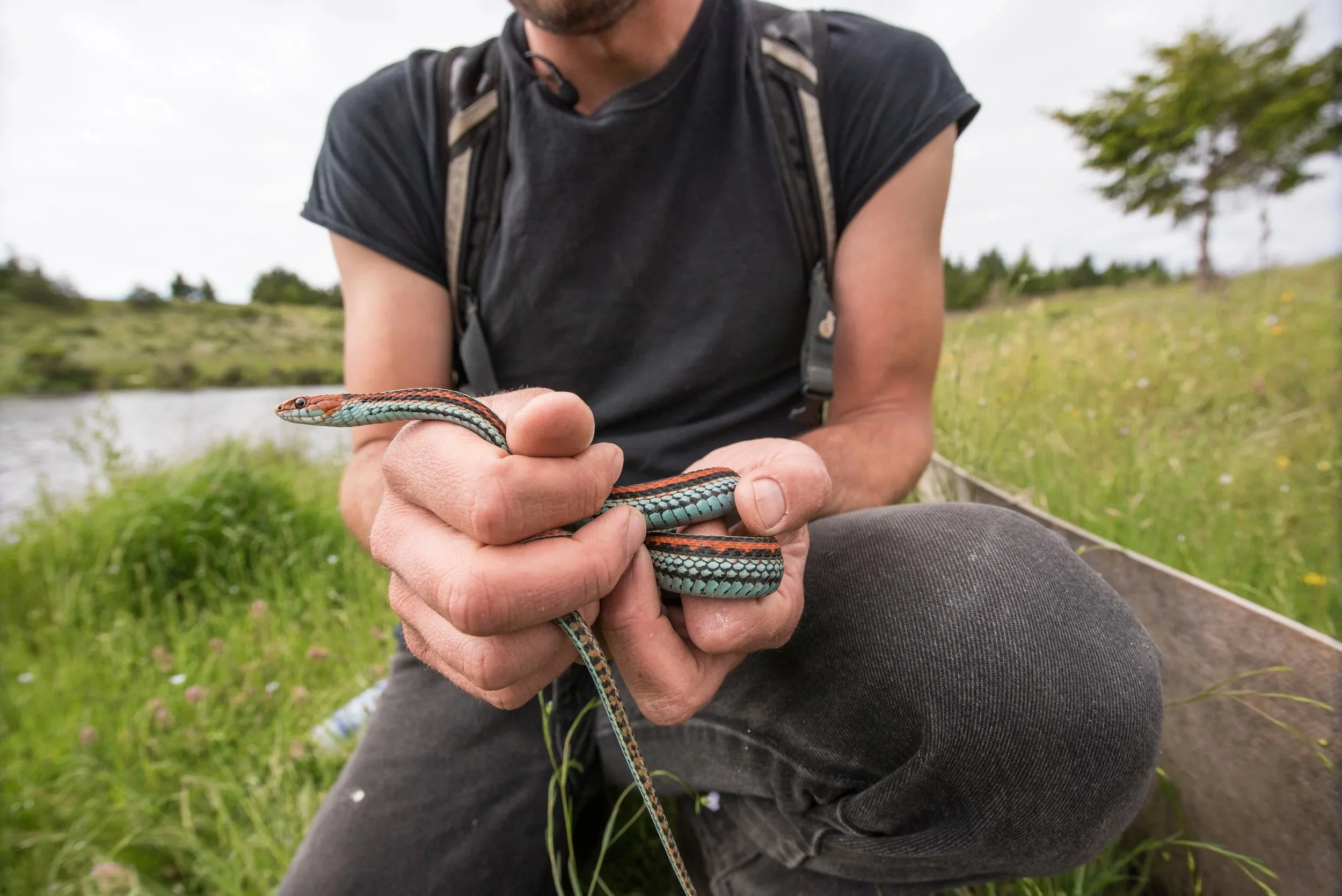 San Francisco Garter Snake