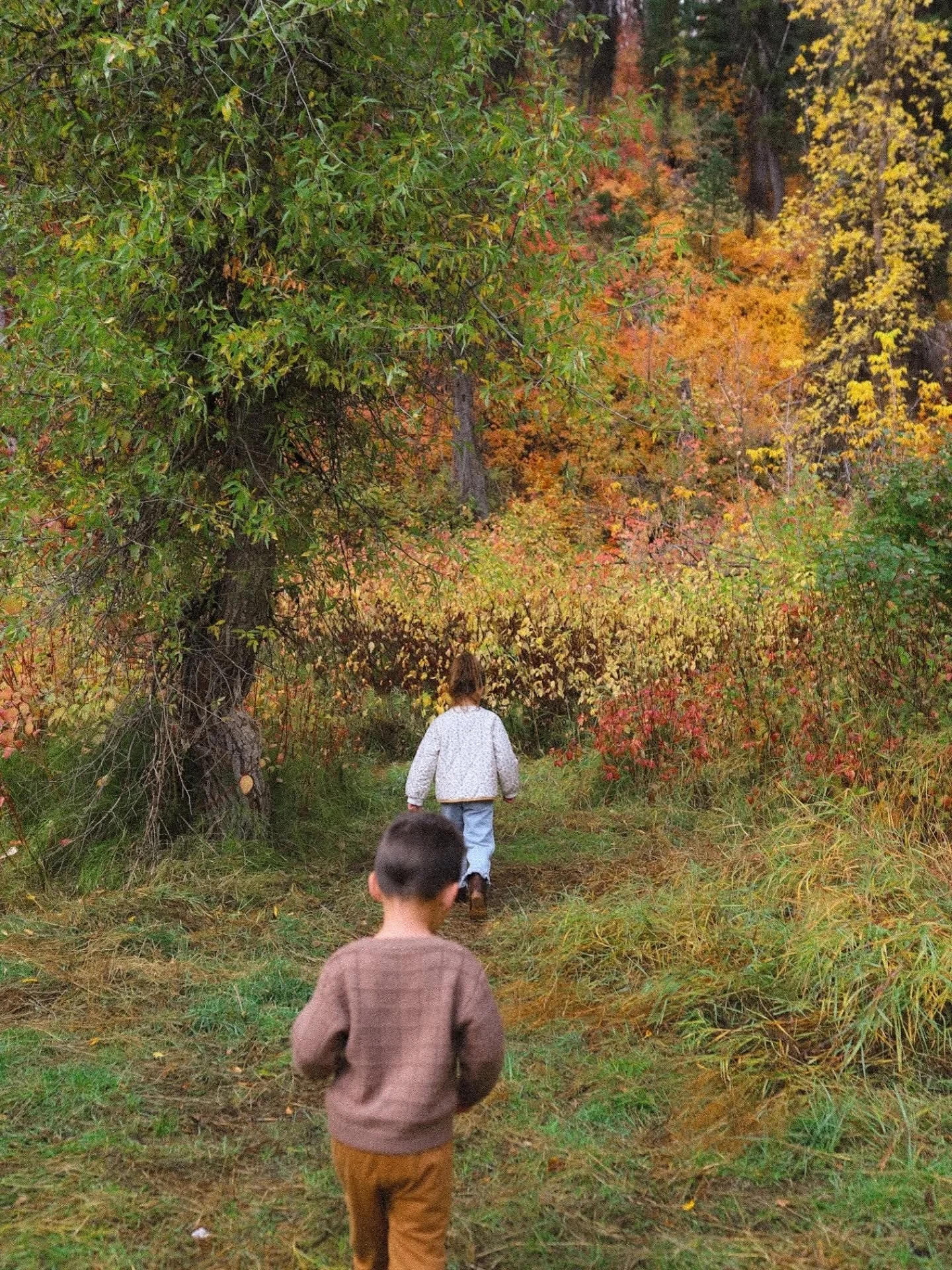 I guess my advice would be to get the camper and make the memories 🍂 

These fall leaves outdid themselves and it made for the perfect week truly testing out the camper (which I think needs a name) and making priceless memories ✨

#camperdiaries #ca