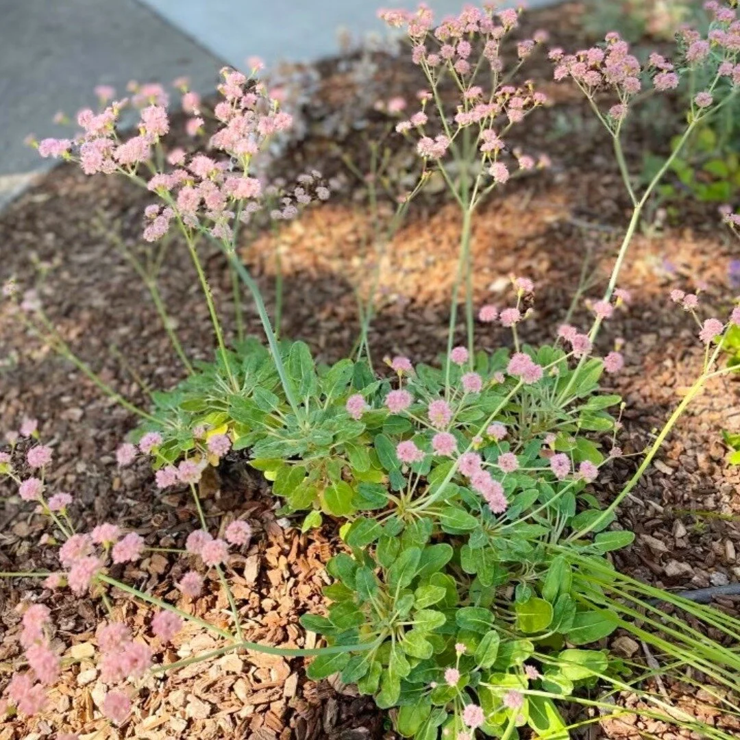 Reaching for the sun with delicate flower clusters, the native California buckwheat spreading bush is a prolific bloomer, emerging in March and thriving through fall. They show off throughout their blooming season by changing from pink to white and c