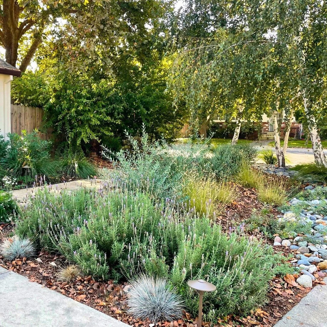 So many possibilities when working with a landscape designer who can create a space where plants flourish, that fits your style and that revives a tired looking landscape. Let's dream up something amazing for any part of your yard.

#nativeplants #ca