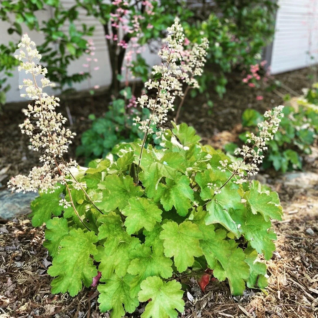 Who likes low maintenance yards? 🙌 Perennials are a fan favorite and we love using them in our landscape designs. They only require pruning once a year, making it easy to care for and maintain. Win-win!!

#nativeplants #californianativeplants #canat