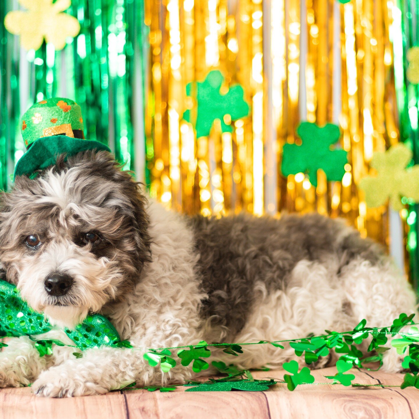 Poochie hopes you have a safe and festive St. Patrick's Day. Check out this goodest boi @poochiehachiko #photography #photoshoot #dogsofinstagram #dogs #petsofinstagram #petphotography #dsmphotographer #iaphotographer