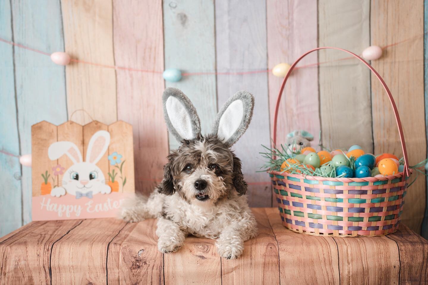 Happy Easter! @poochiehachiko is living his best life going Easter Egg hunting. 

#easter #iowa #desmoines #iowaphotographer #desmoinesphotographer #petlovers #dogsofinstagram #dogoftheday #petsagram #iowaartist #photoshoot #photography #petphotograp