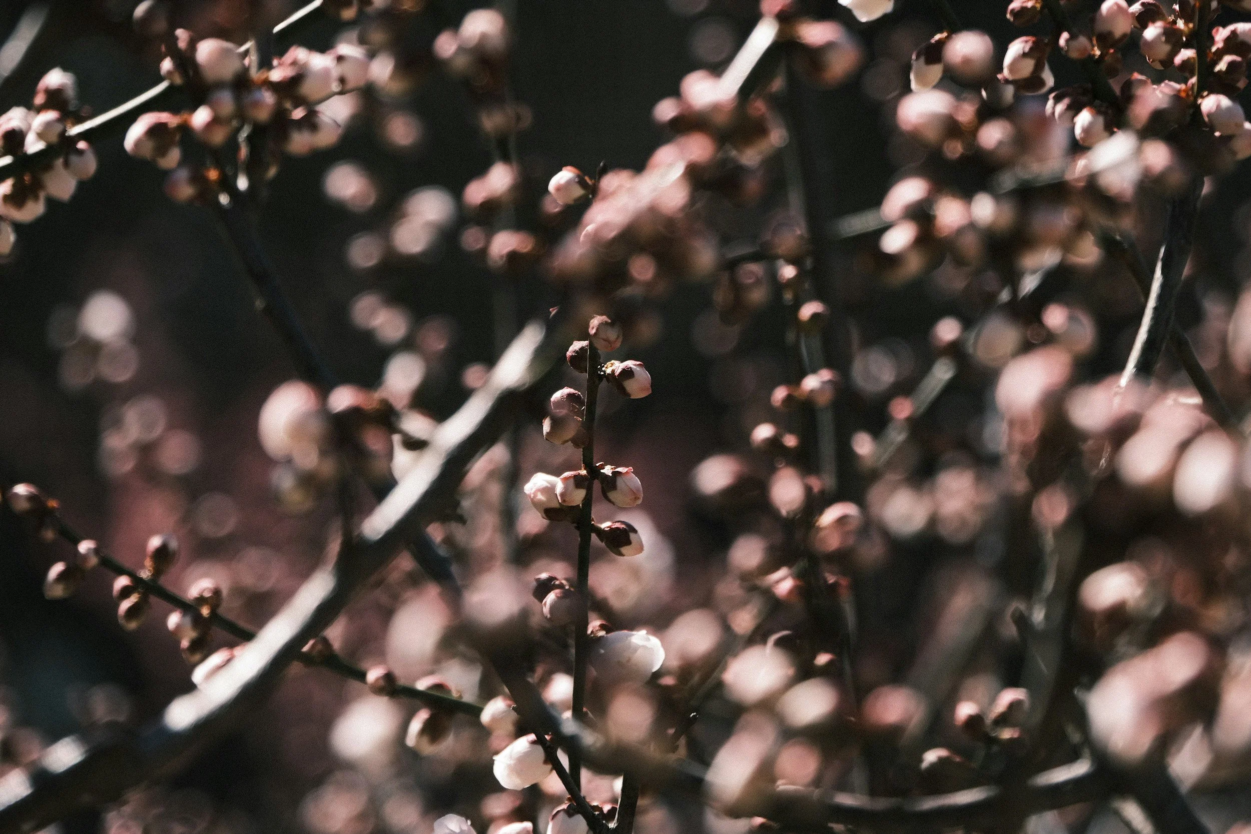 The Culture of God’s Word