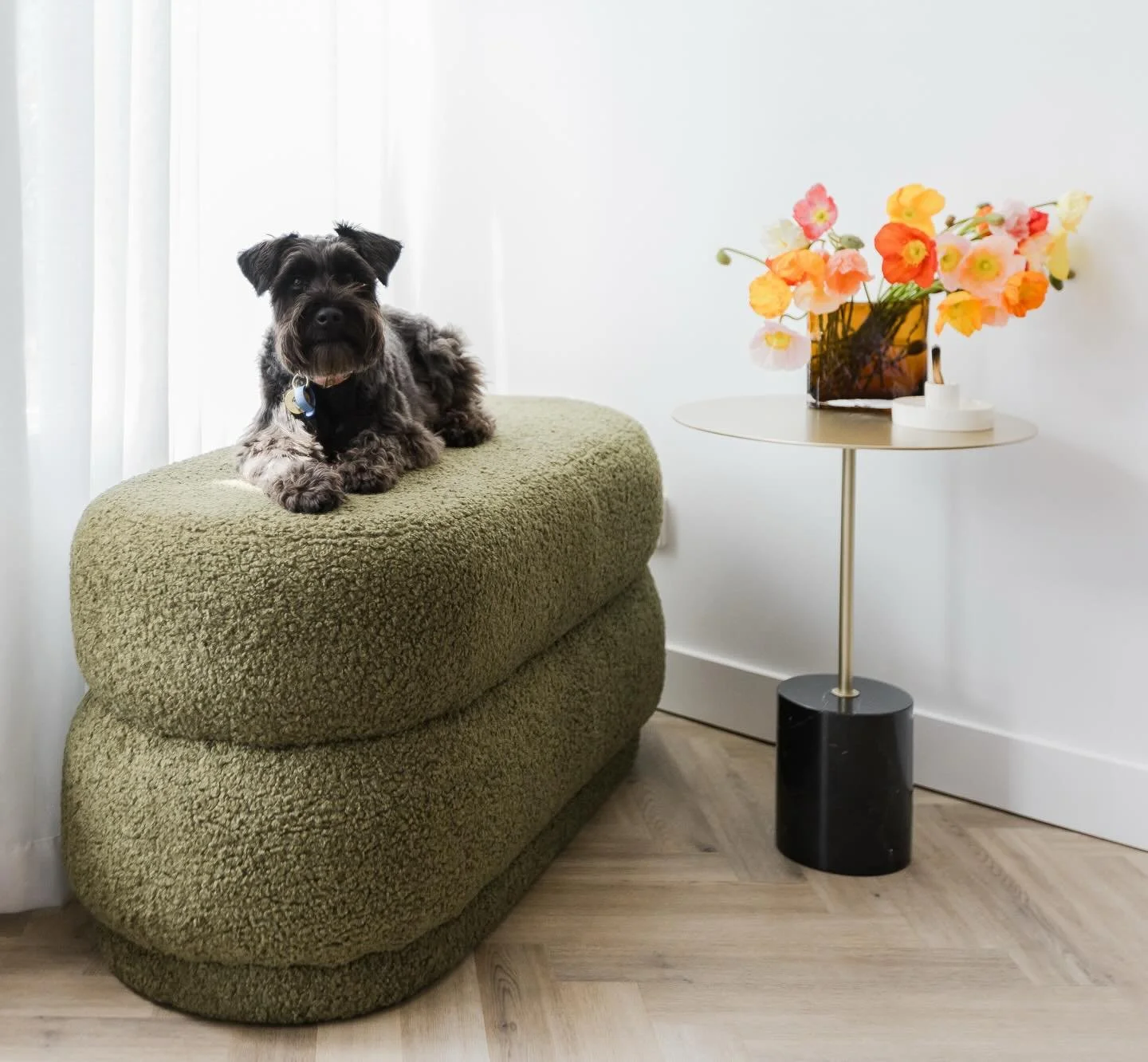 Bon Bon 🐾 The real star of the show 

#brisbanehairdresser #paddingtonhairdresser #brisbanehairsalon #salondog #therapydog