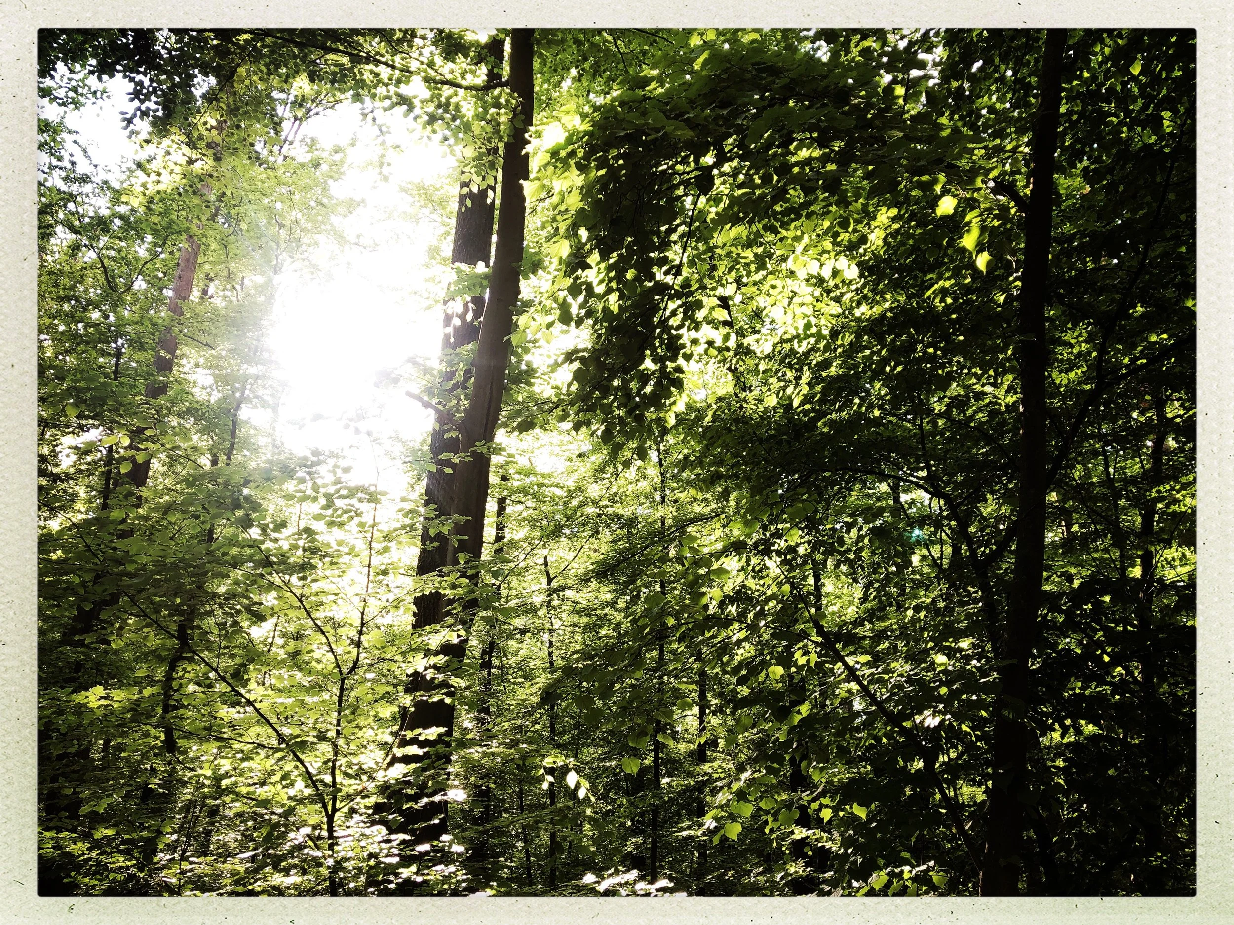 Natur Coaching Berlin_Waldbad.jpg