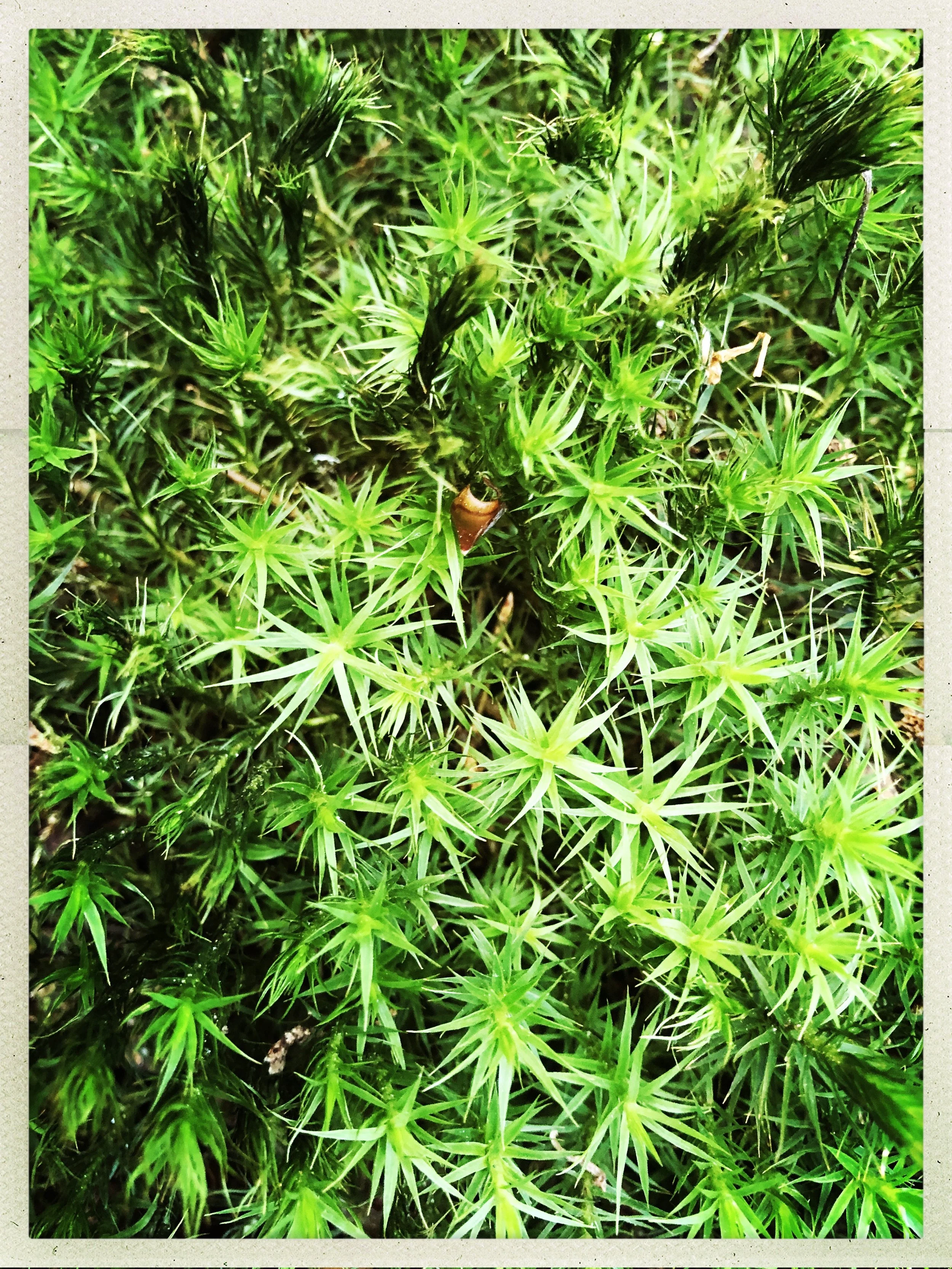 Coaching in der Natur_Grün.jpg