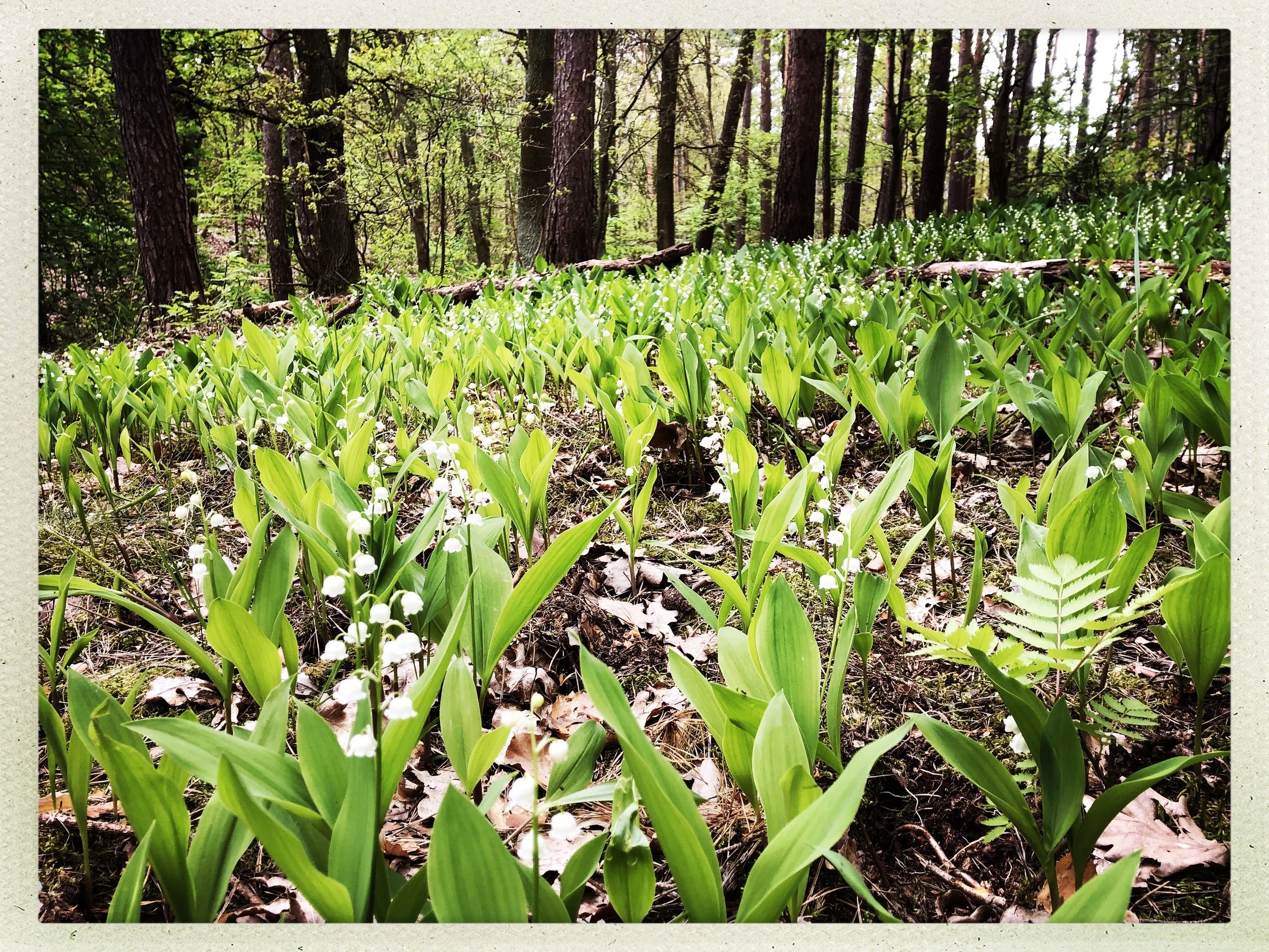 Natur Coaching Berlin_Maiglöckchen.jpg