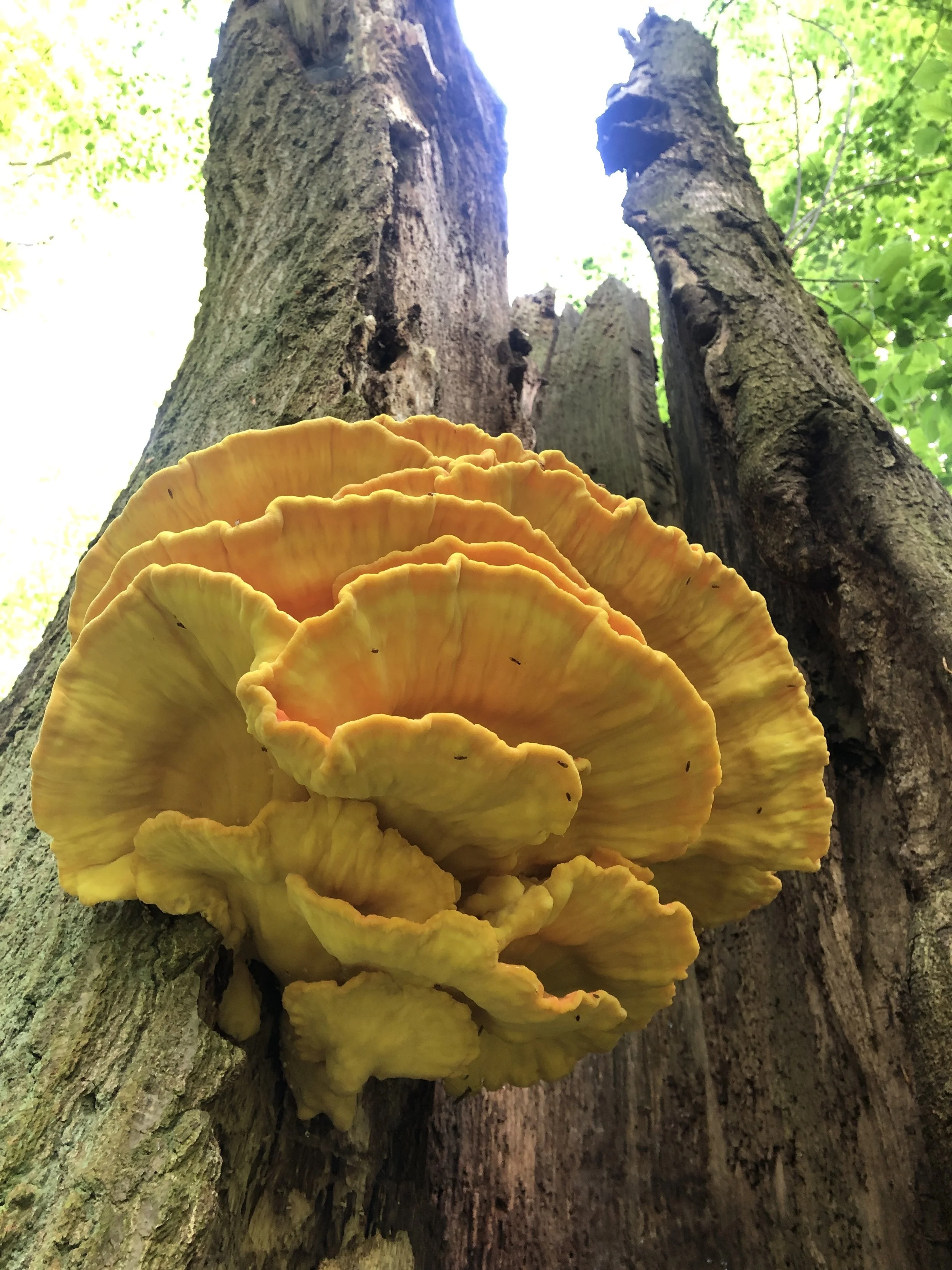 Natur Coaching Berlin_Pilz.jpg