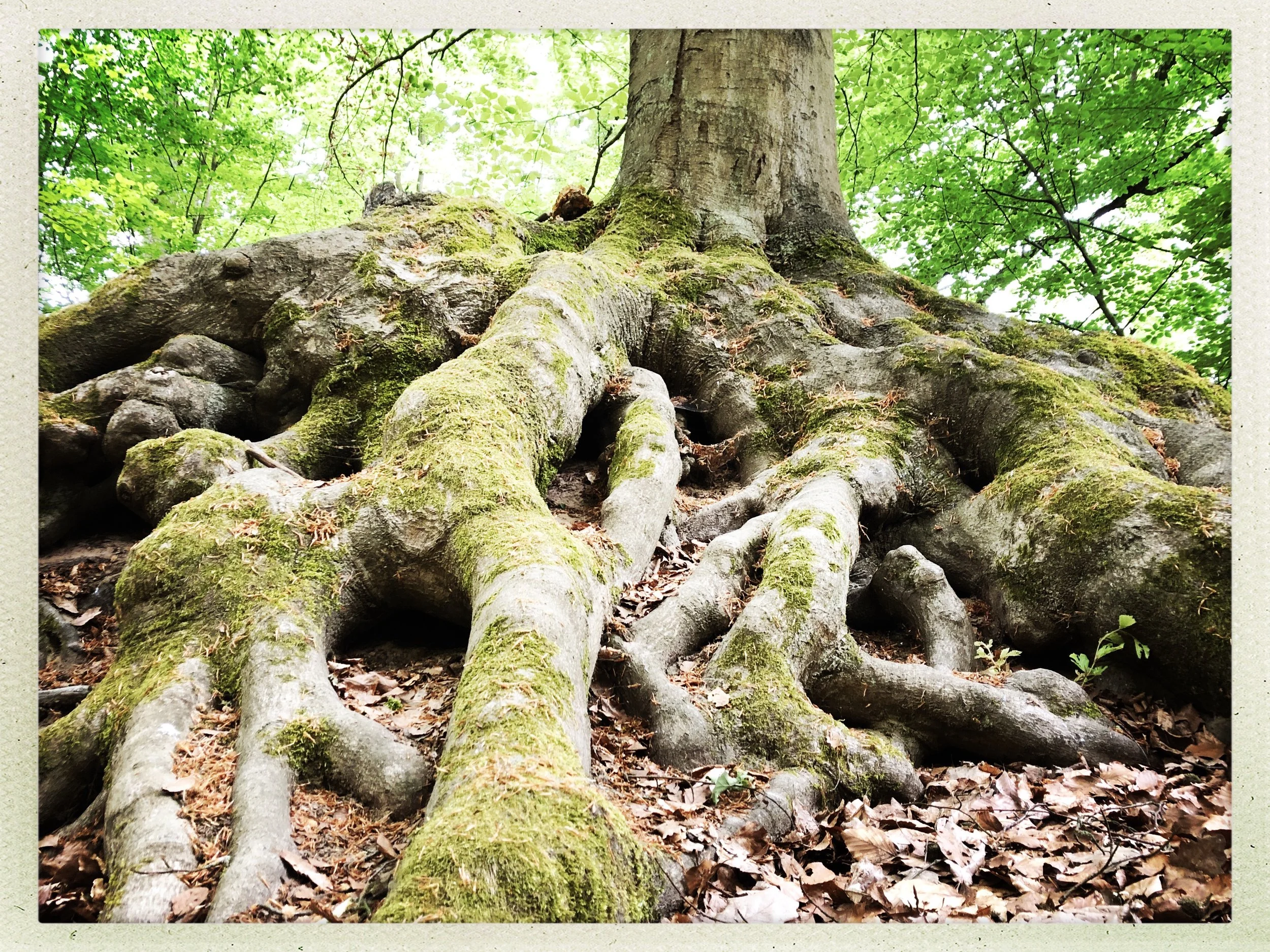 Natur Coaching Berlin_Baumwurzel.jpg