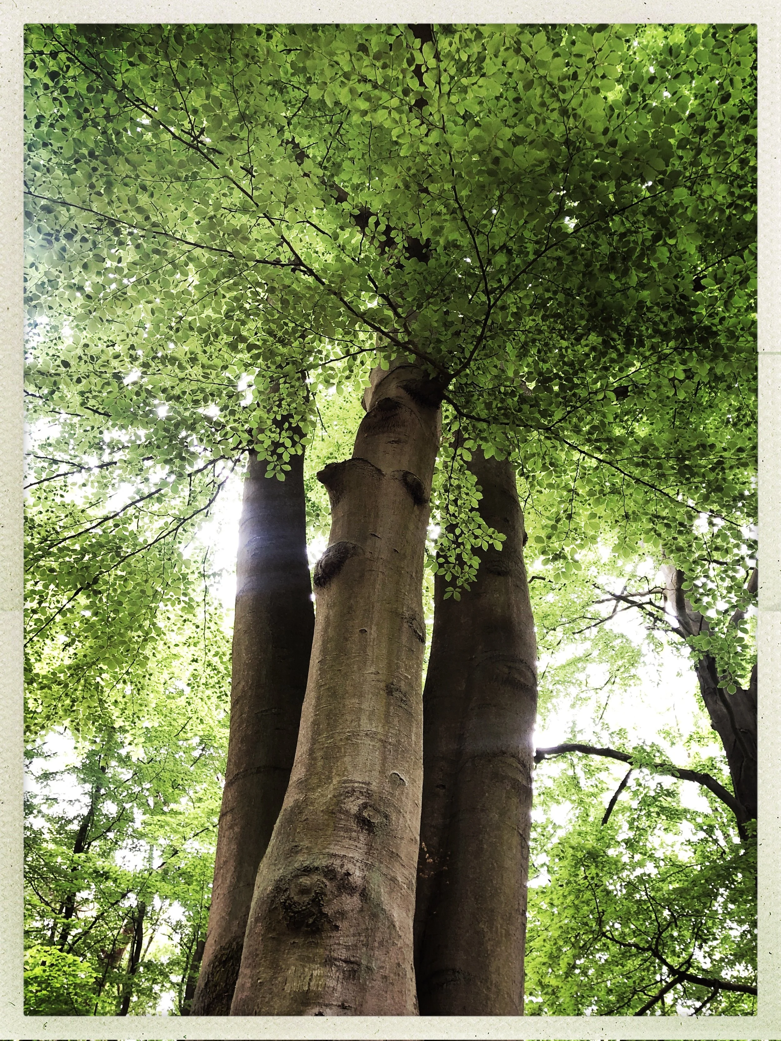 Natur Coaching Berlin_Buchen.jpg