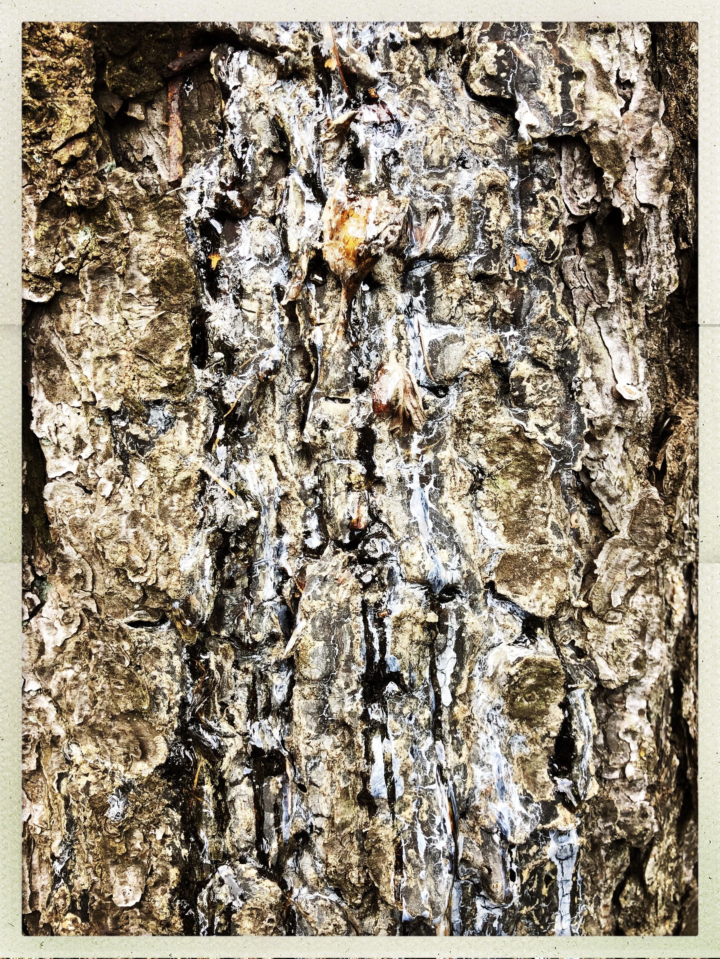 Natur Coaching Berlin_Rinde.jpg