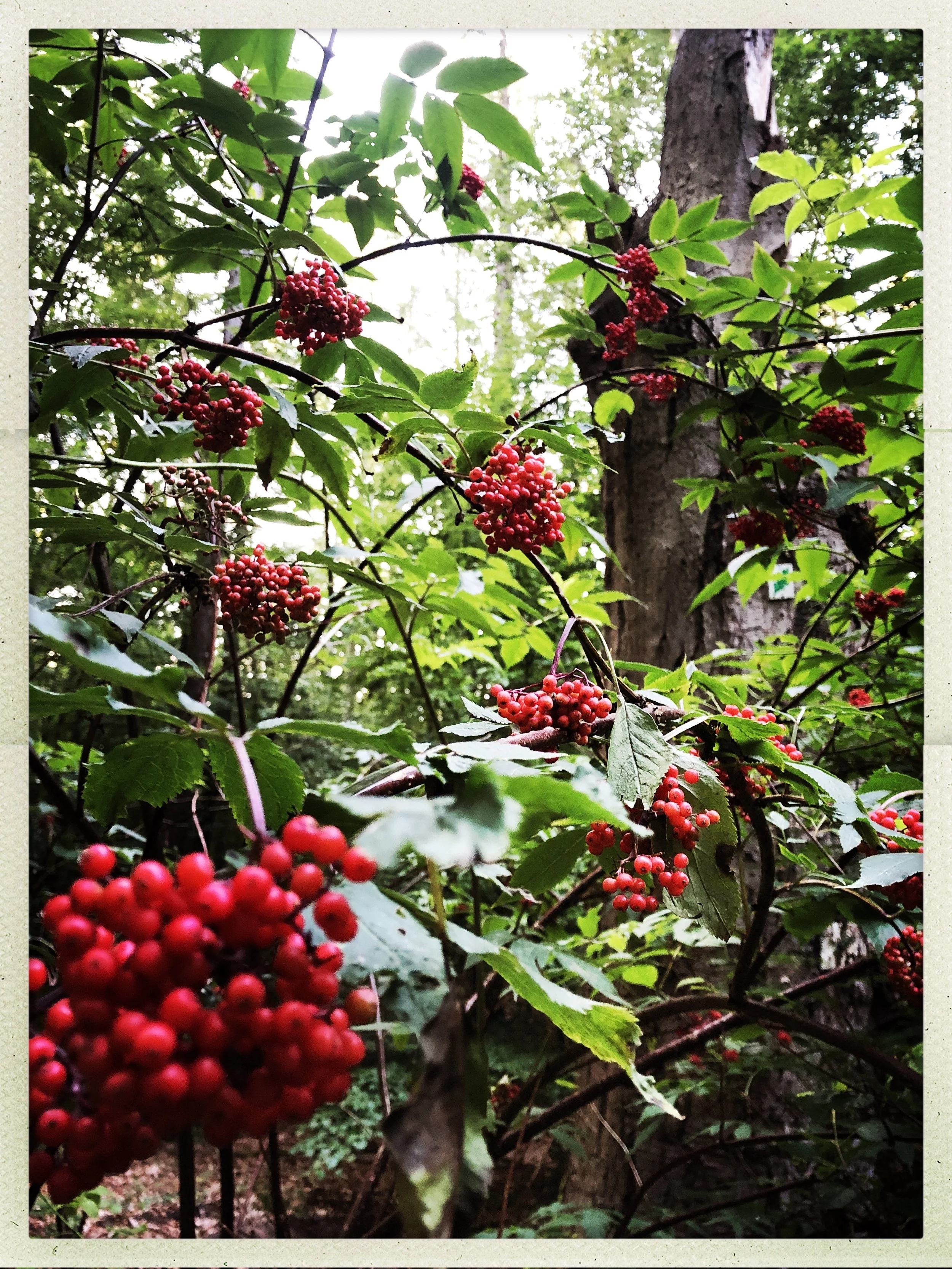 Natur Workshop Unternehmen Berlin_Vogelbeere.jpg