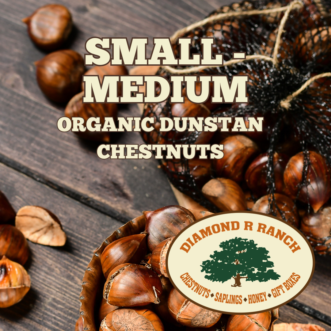 5lb Small - Medium Organic Chestnuts - Free Shipping