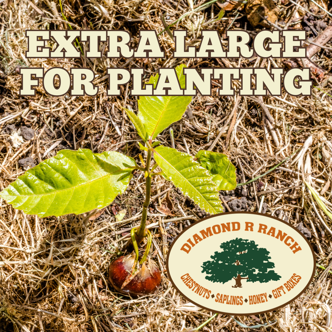 JUMBO DUNSTAN CHESTNUTS (2).png