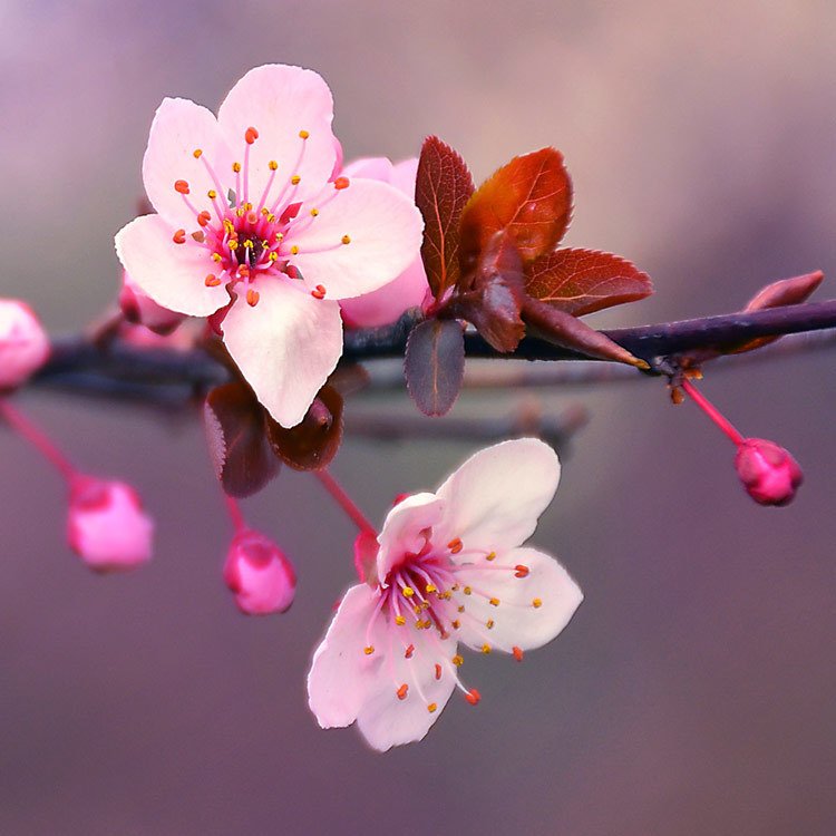 Silky Sakura.jpg
