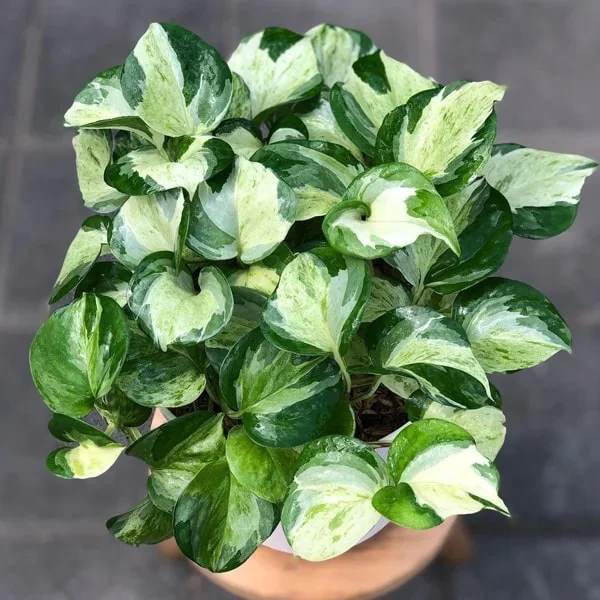 Pothos-Manjula-P10POTMAN-min.webp